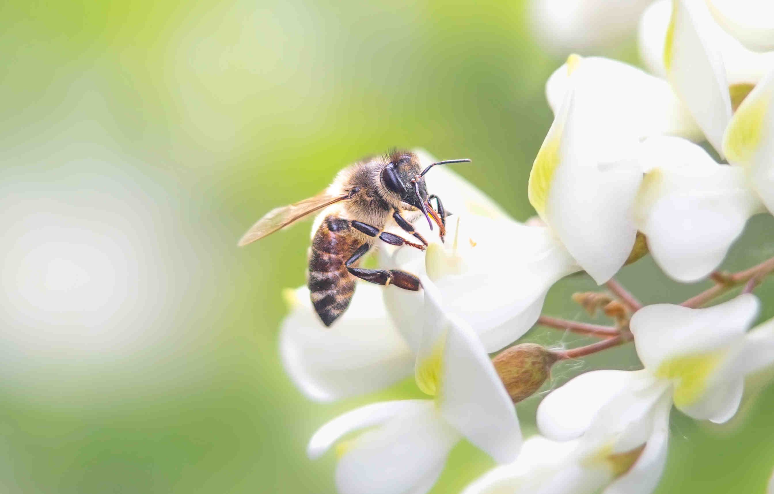 ape su fiore bianco