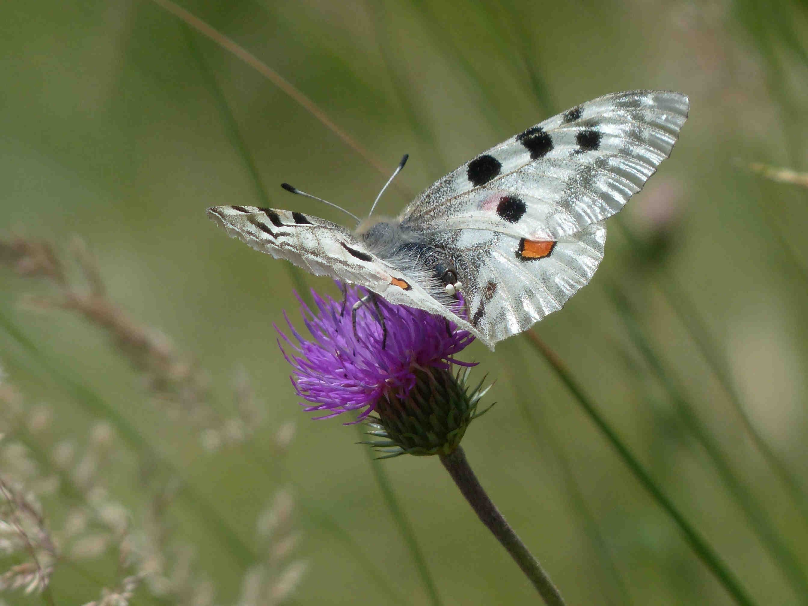 Parnassius apollo