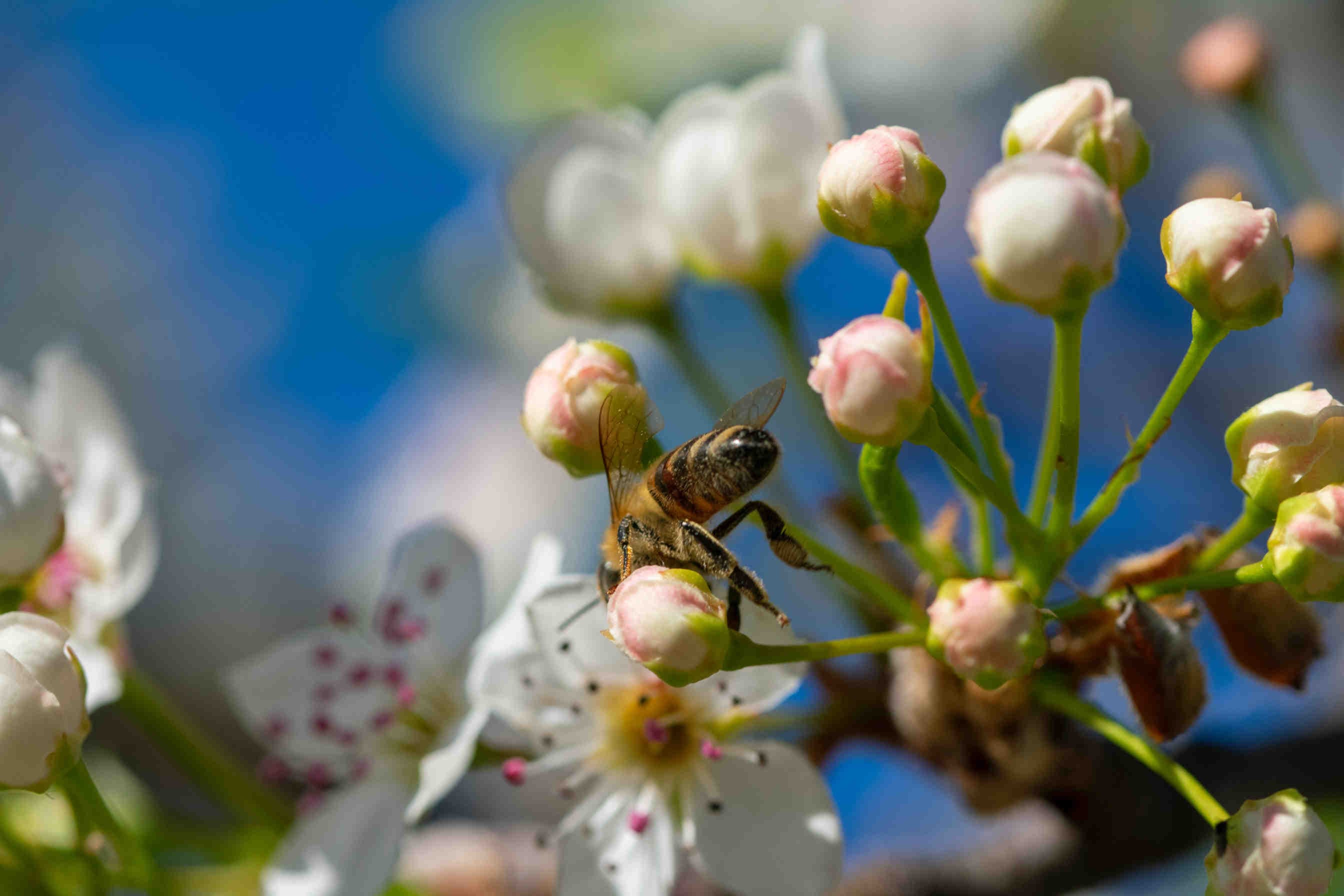 Le miel toutes fleurs
