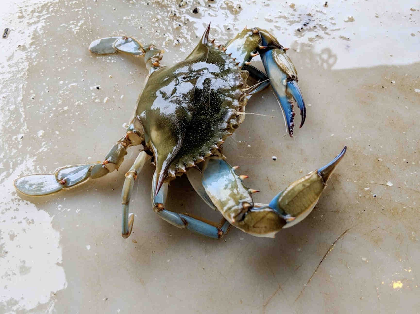 granchio blu