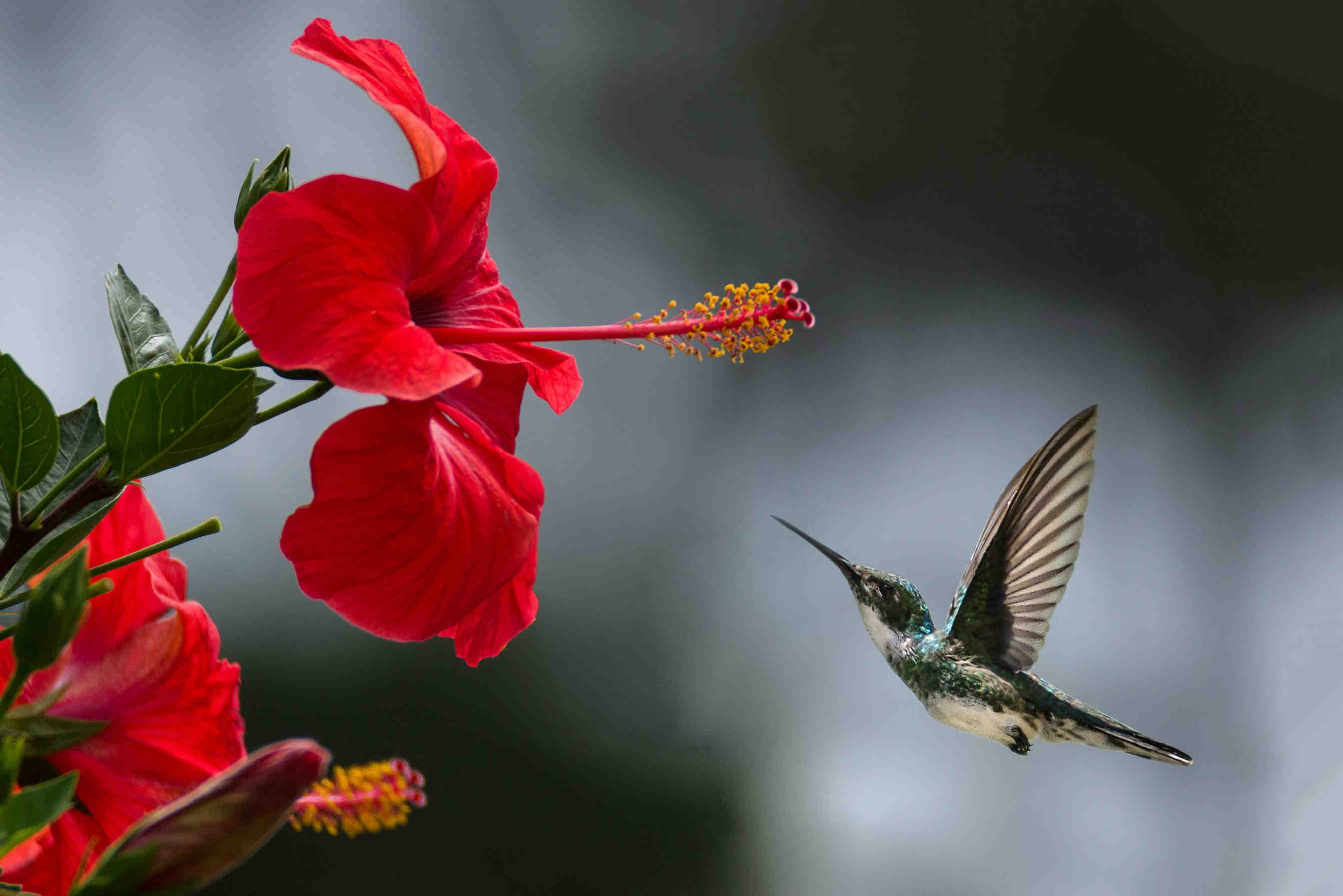 colibrì impollinazione fiore
