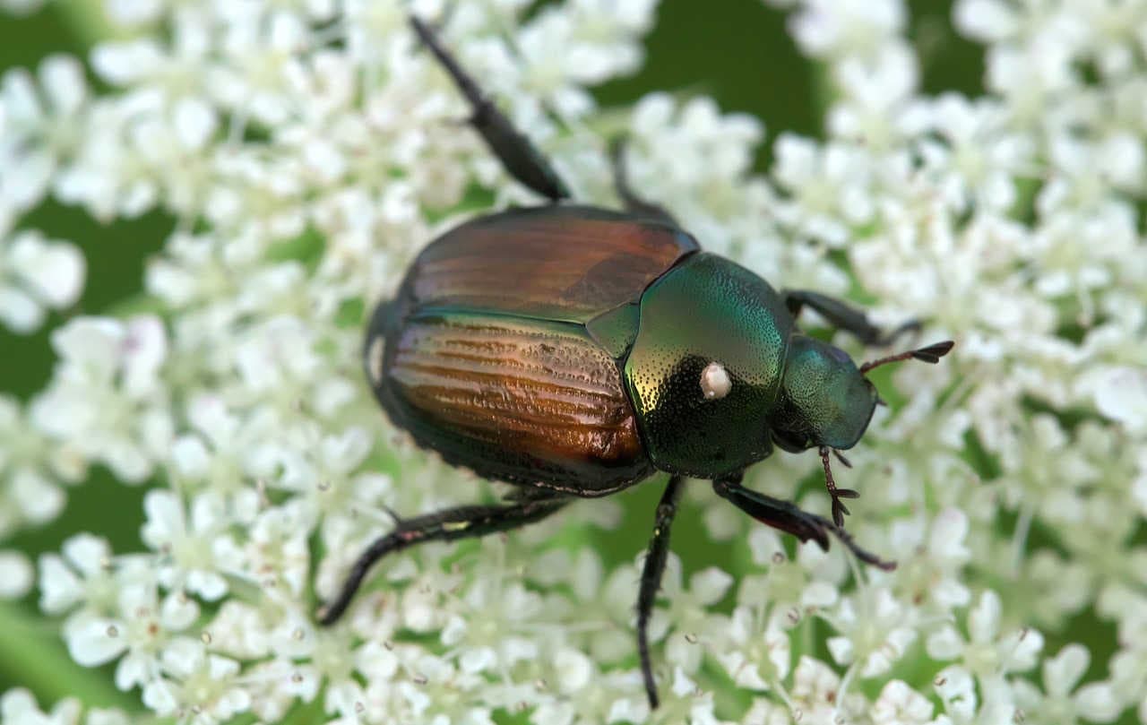 Popilia japonica