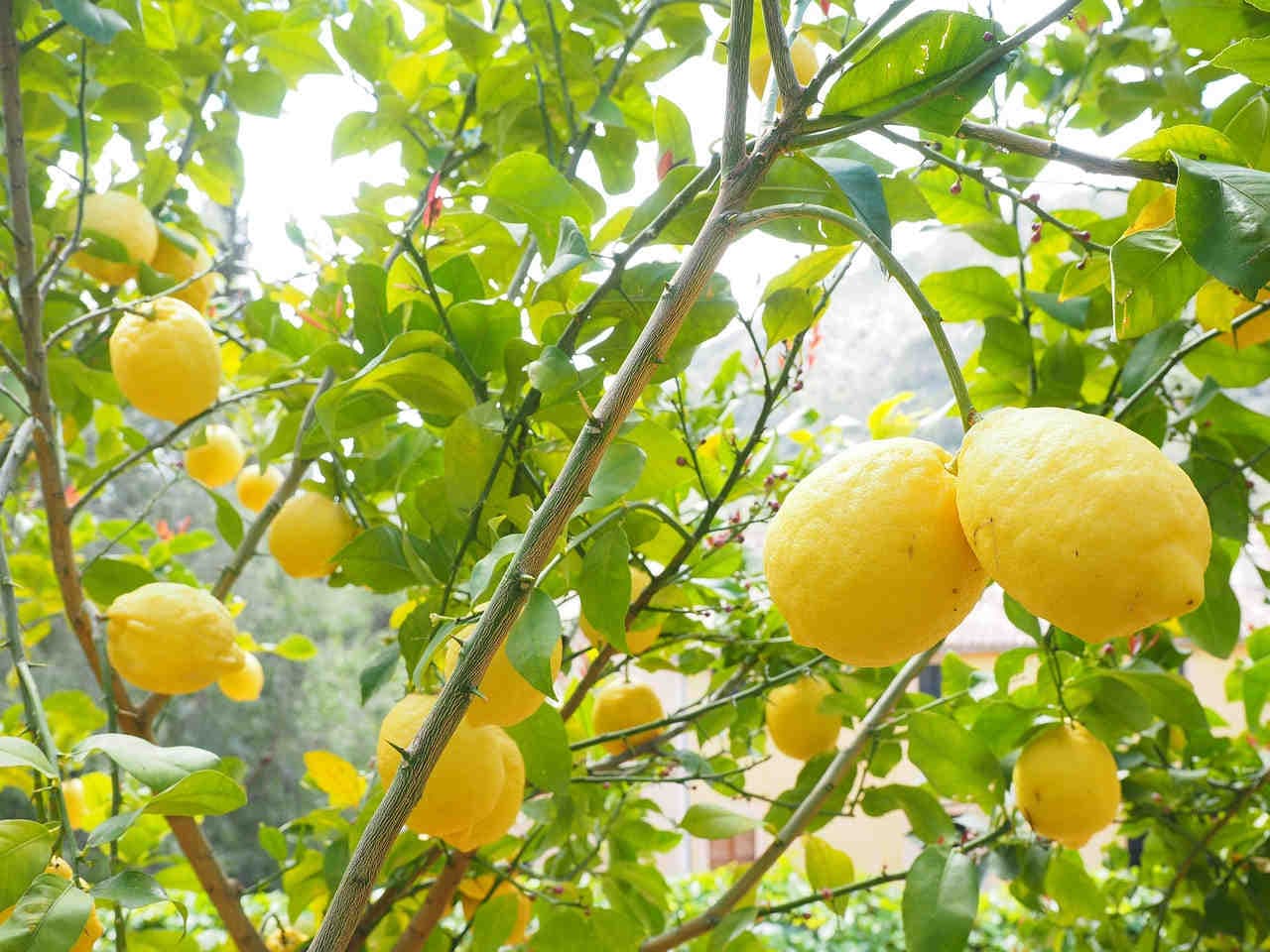 Le “radici” botaniche del limone