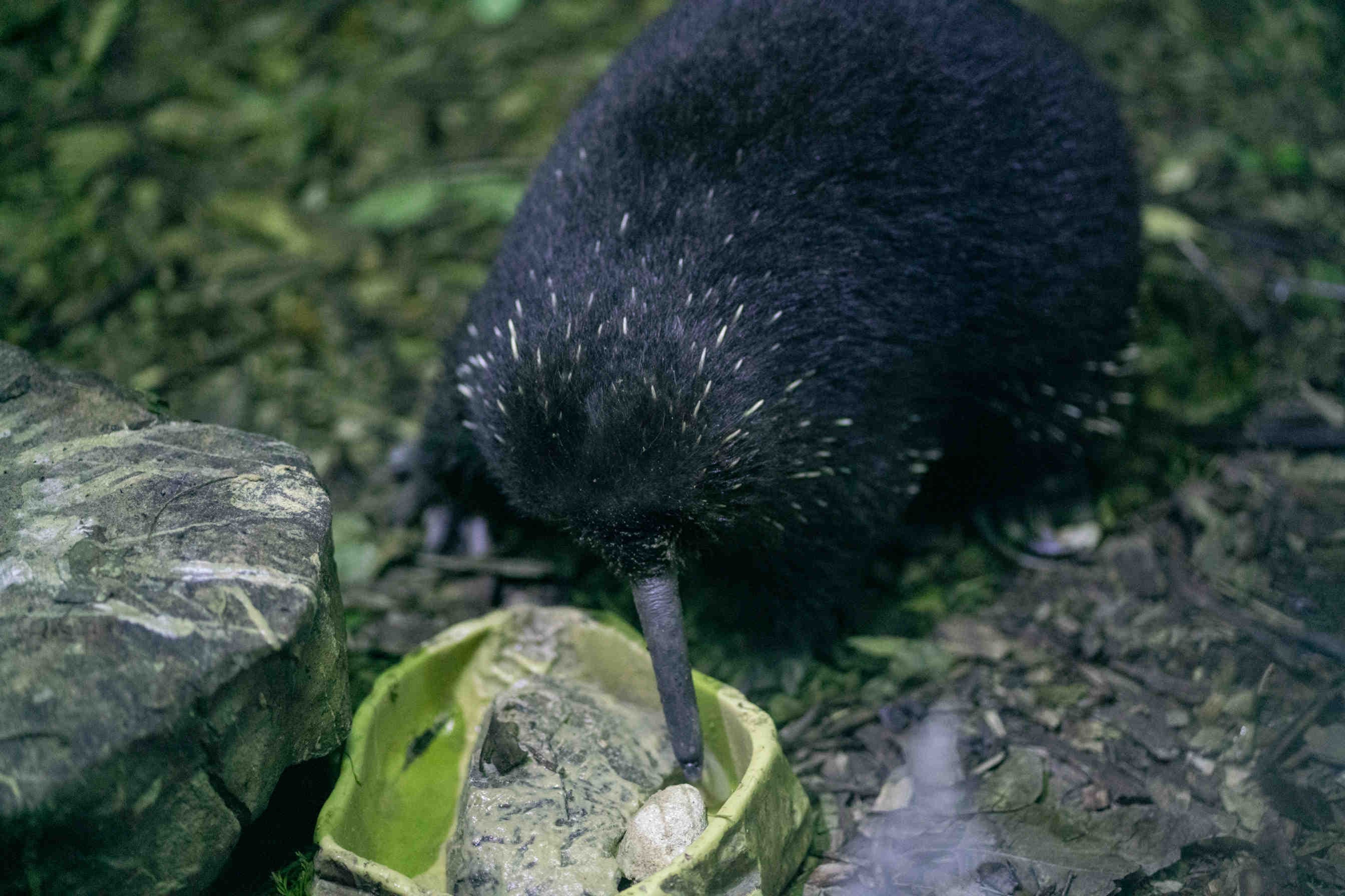 Echidna di Attenborough: il monotrema perduto e riscoperto