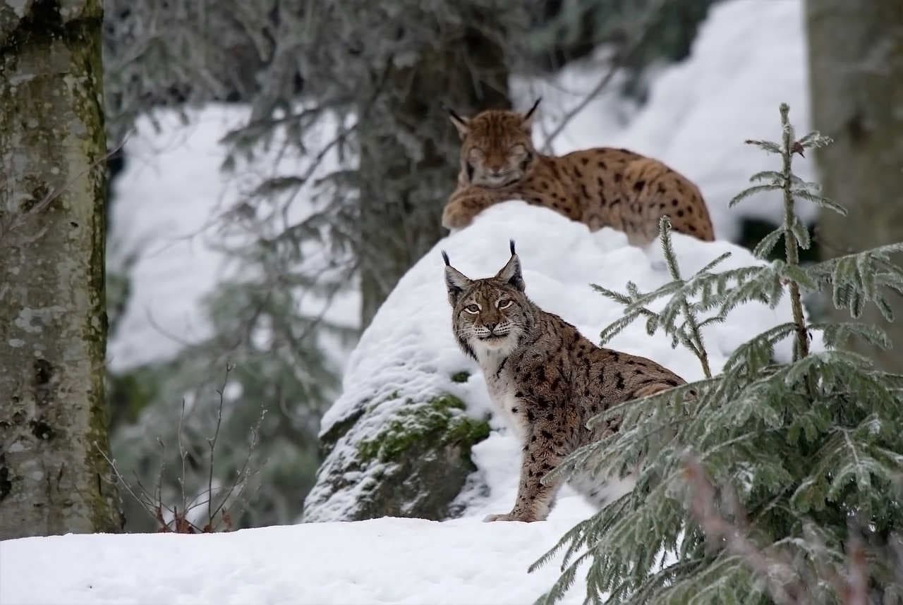 origini storiche della lince eurasiatica in europa