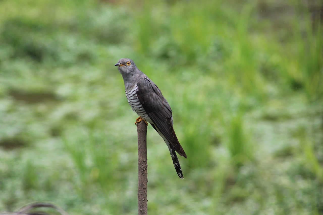 A cuckoo sitting on a wooden pole