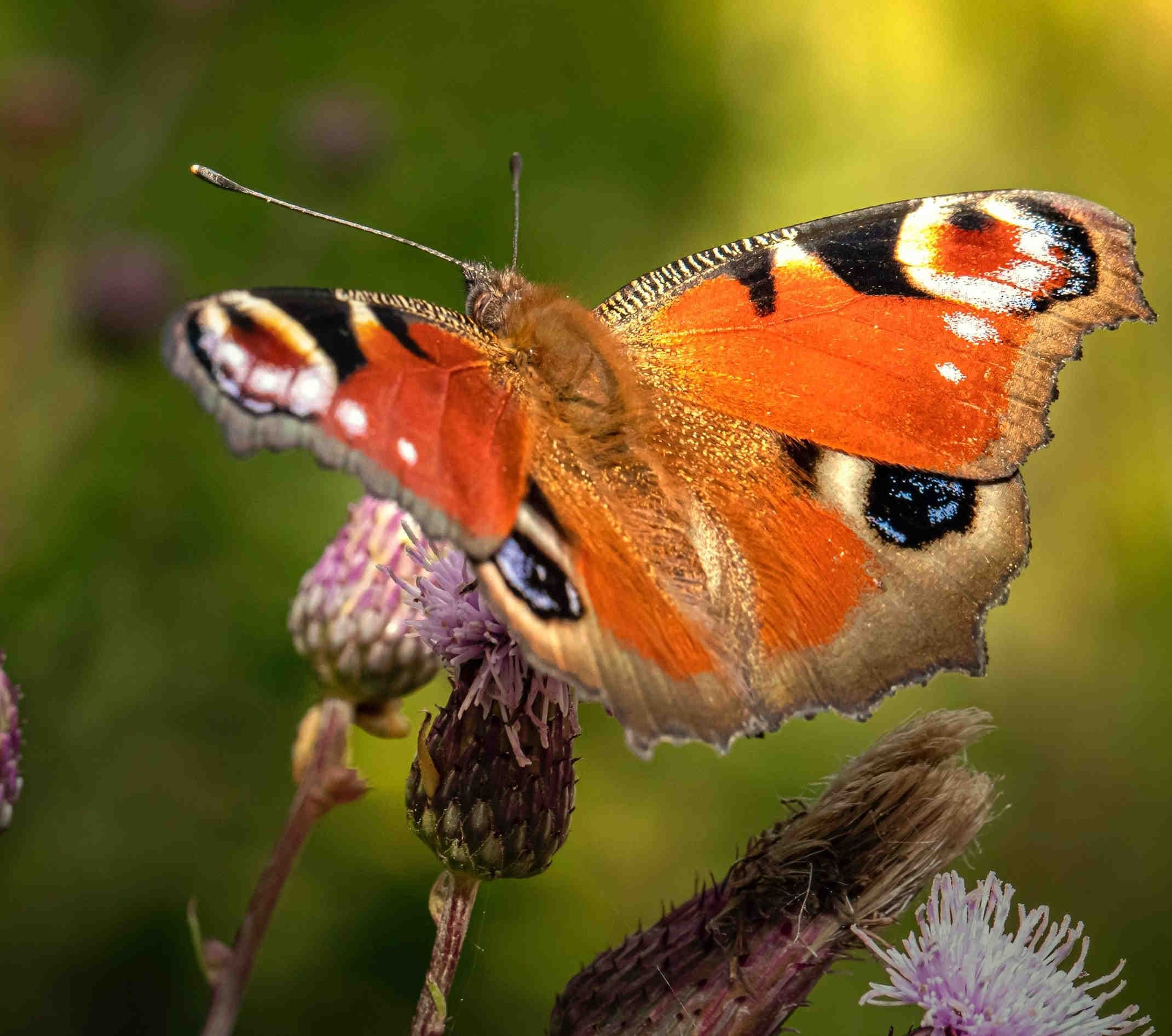Impollinatore