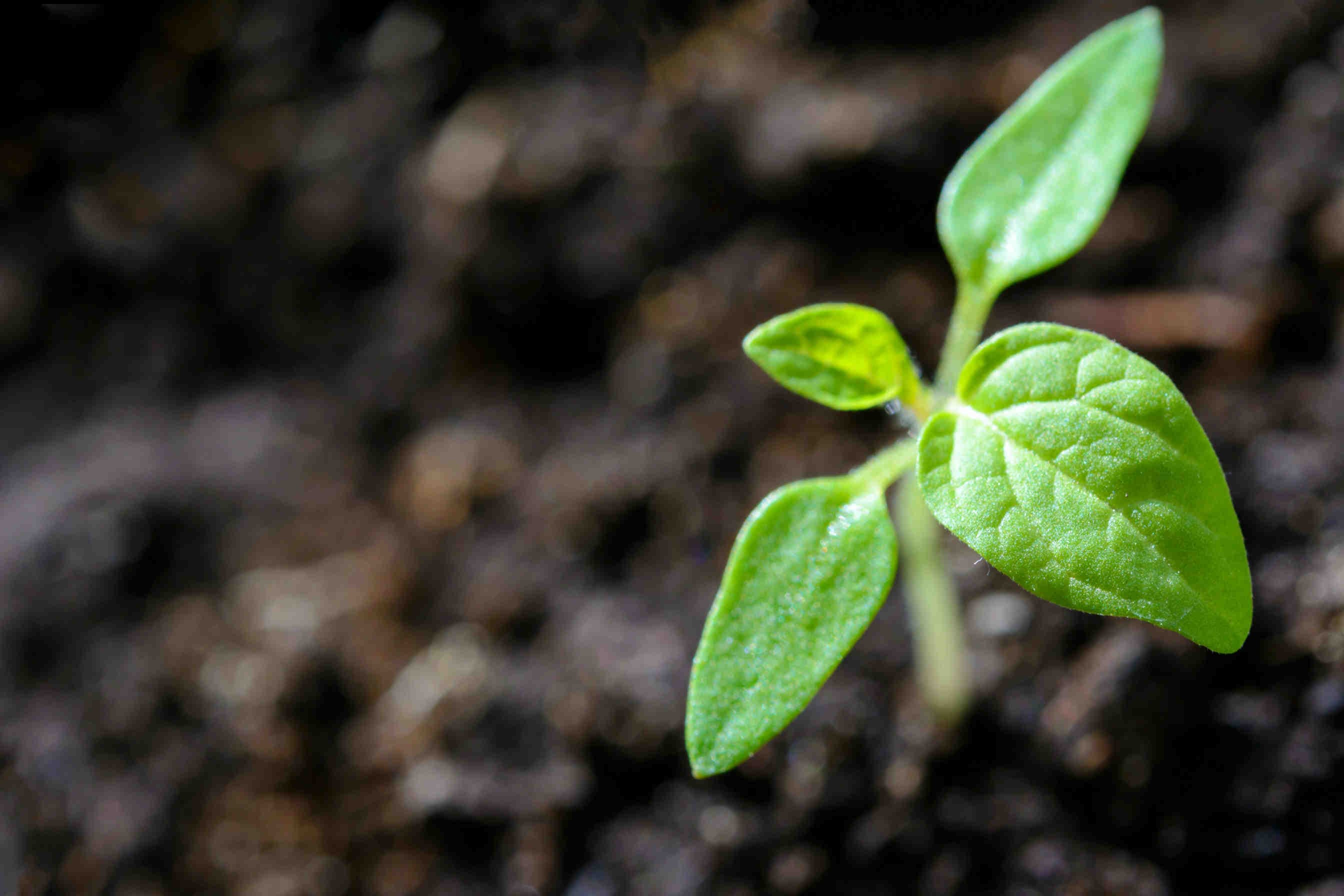 3bee-blog-semi fragili-riproduzione-limitata-nel-tempo