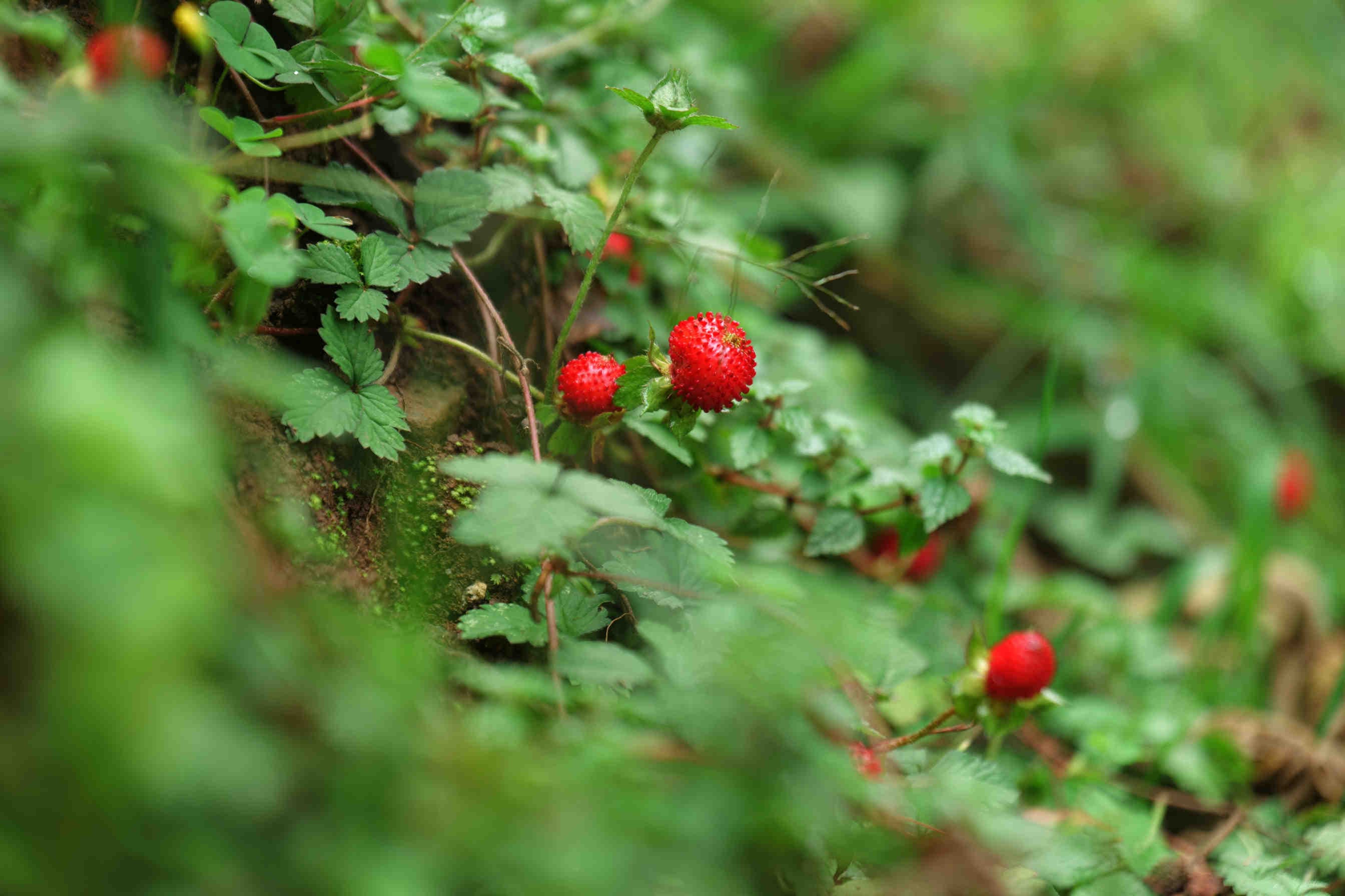 Caratteristiche botaniche e distribuzione di Duchesnea indica