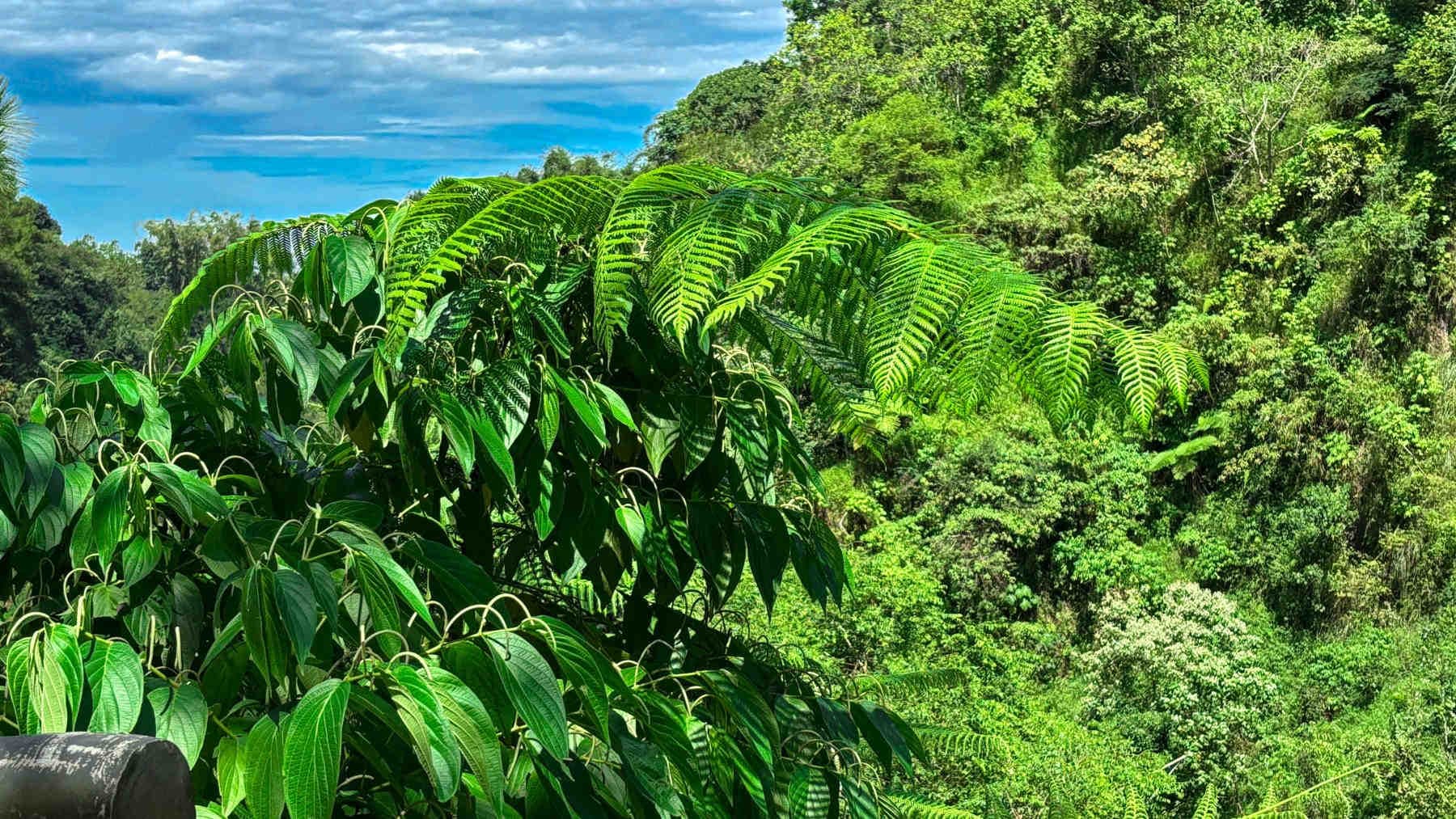 Clima e biodiversità: due priorità interconnesse