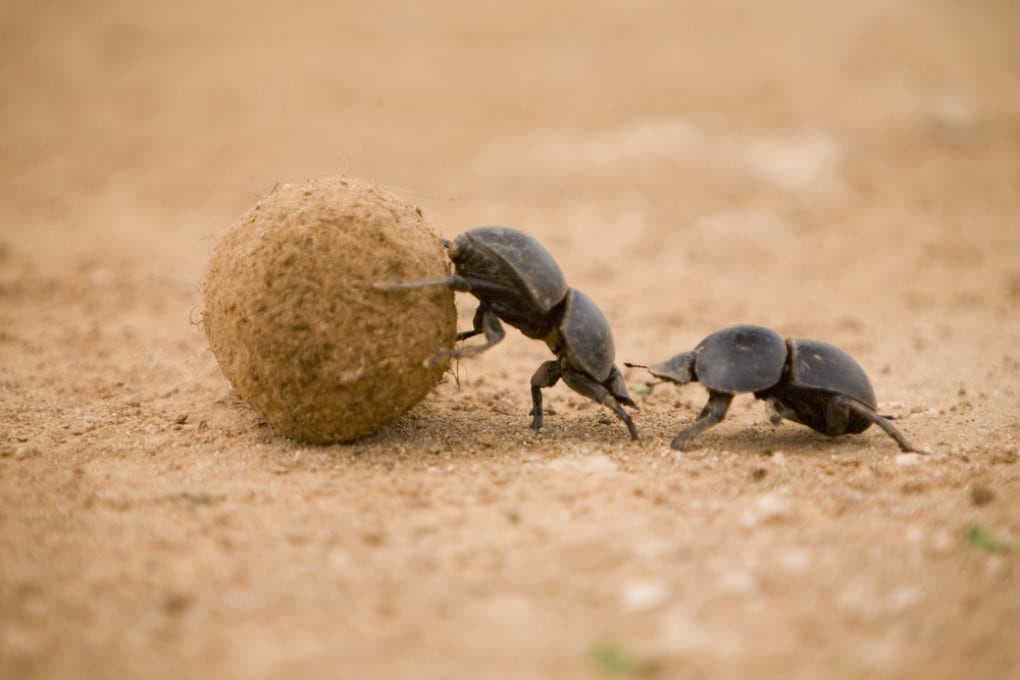Gli scarabei: gioielli della natura