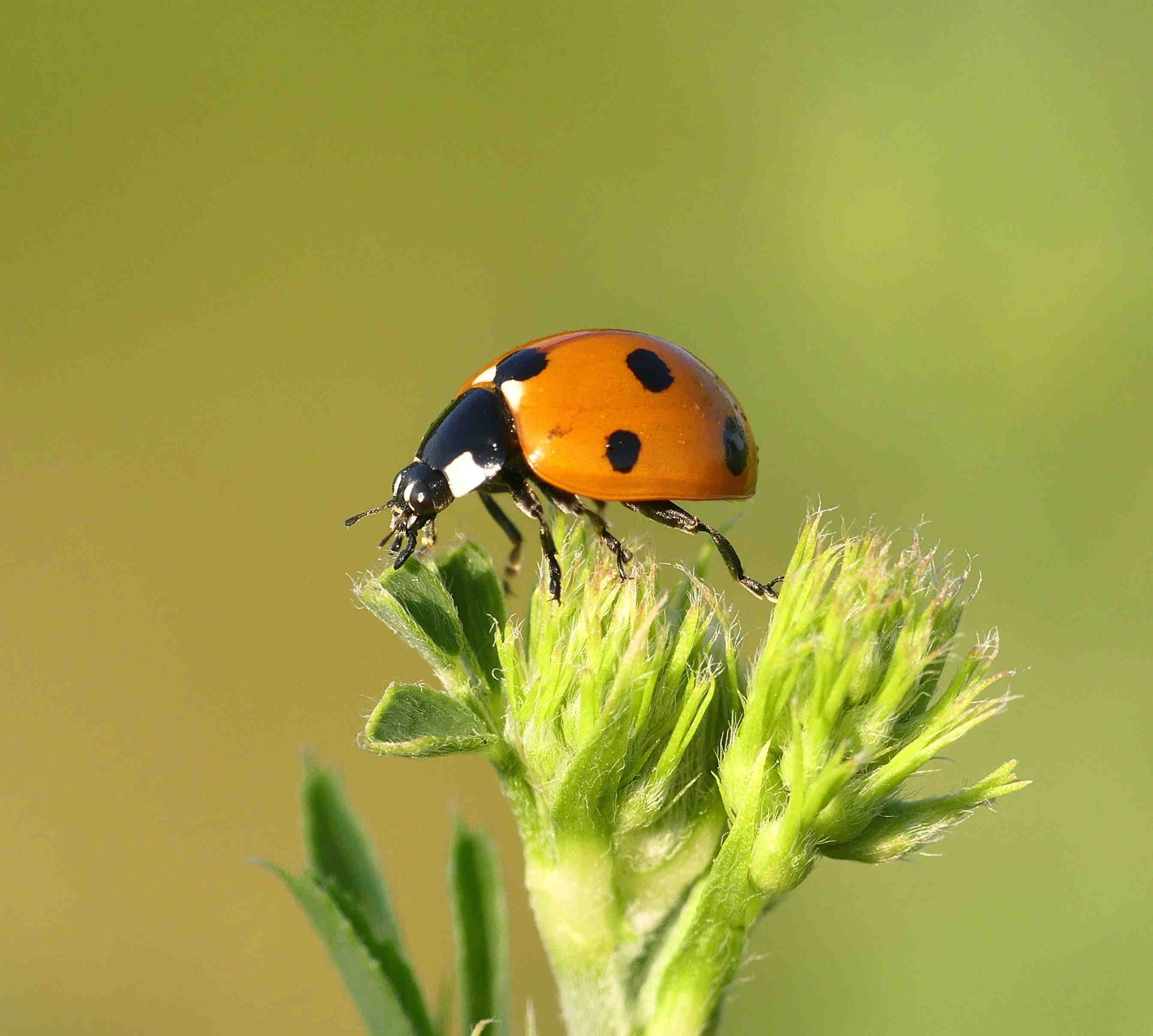 Strategie basate su biodiversità