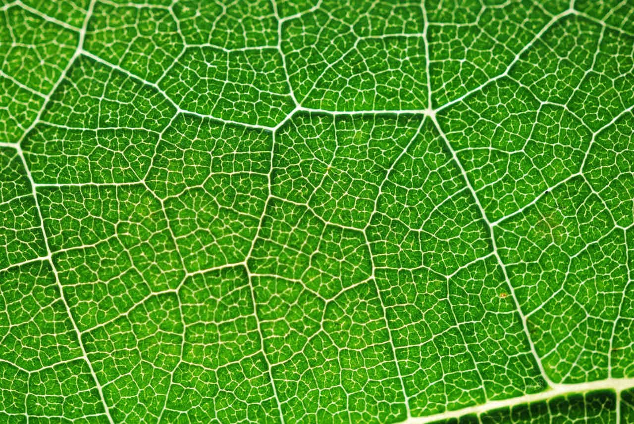 La fotosintesi? Avviene anche nella quasi oscurità