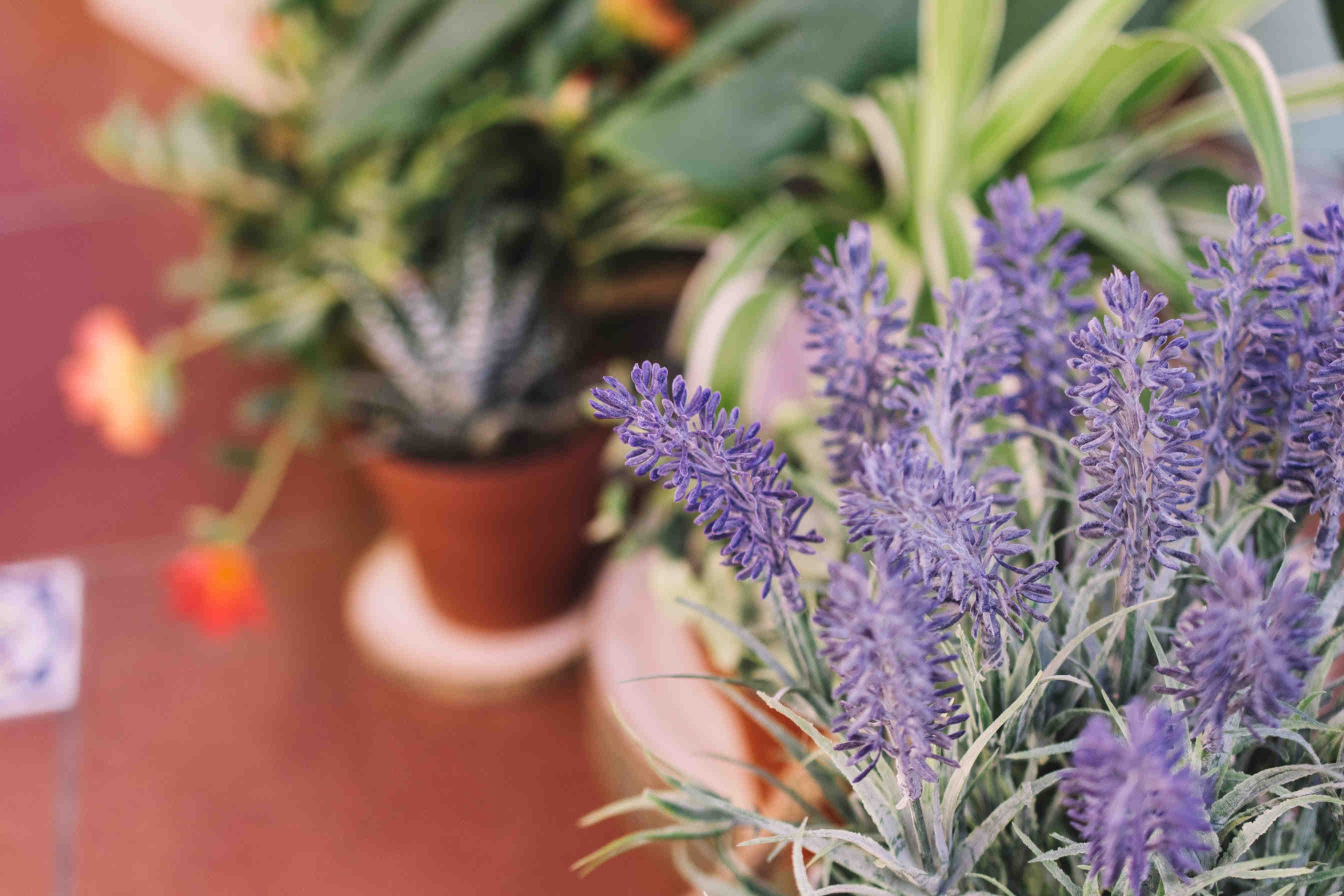 lavanda