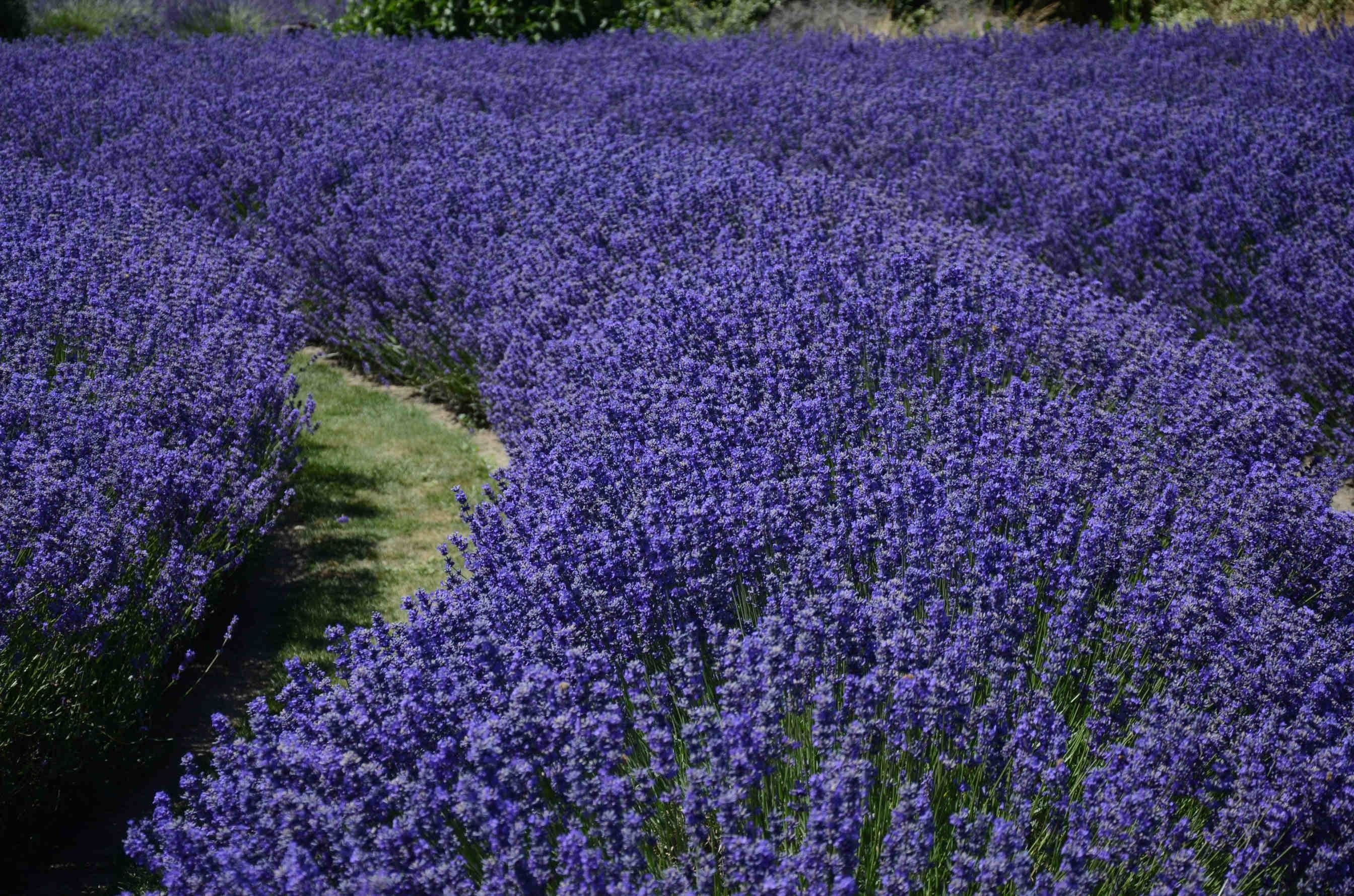 Lavender honey: what is it and where does it come from?