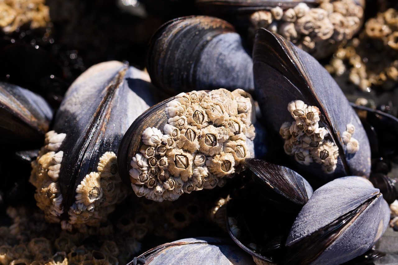 Moria di cozze grave danno ecosistemico