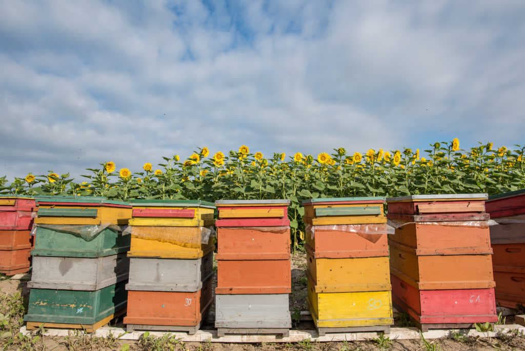 Cosa fare per arginare i danni da agrofarmaci alle api?