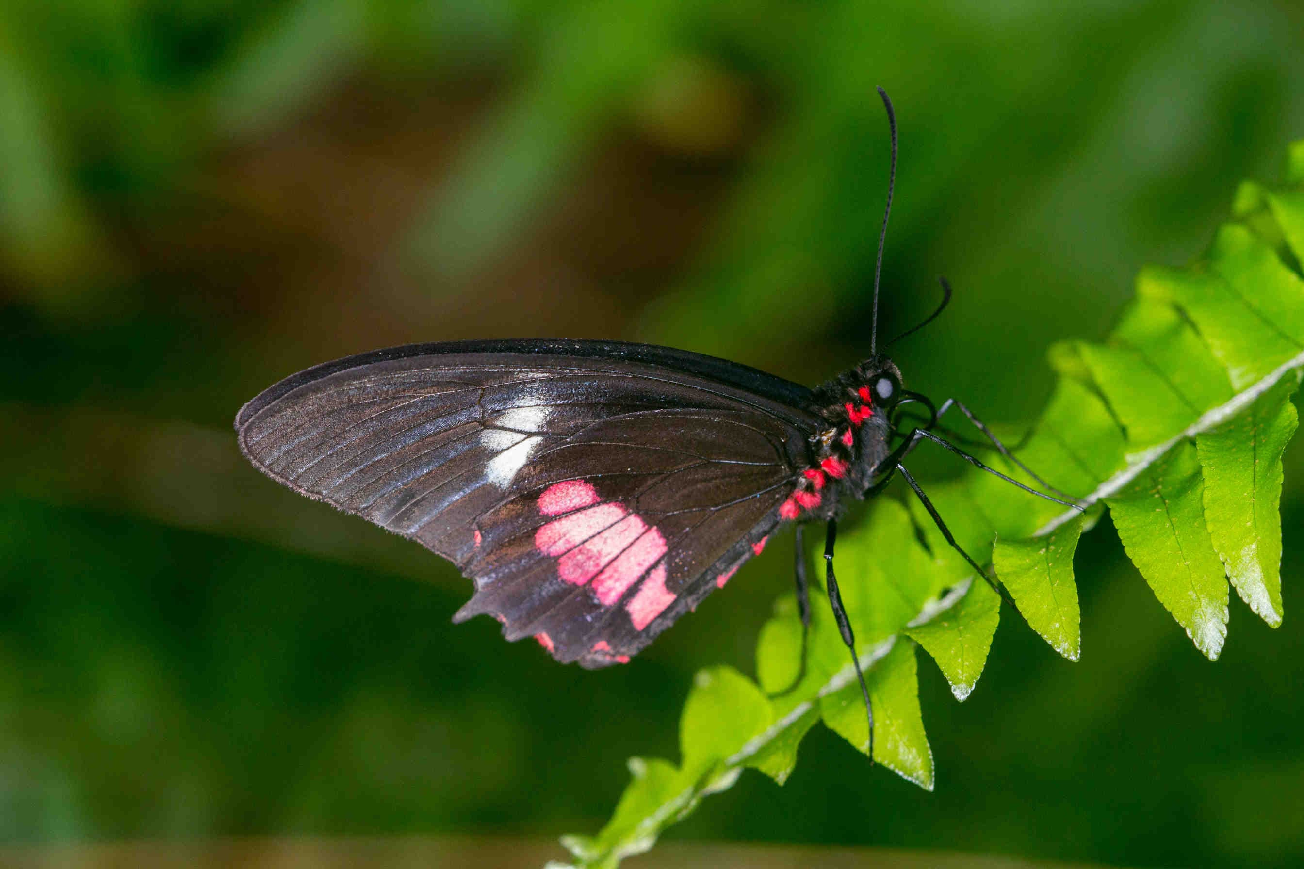 farfalla