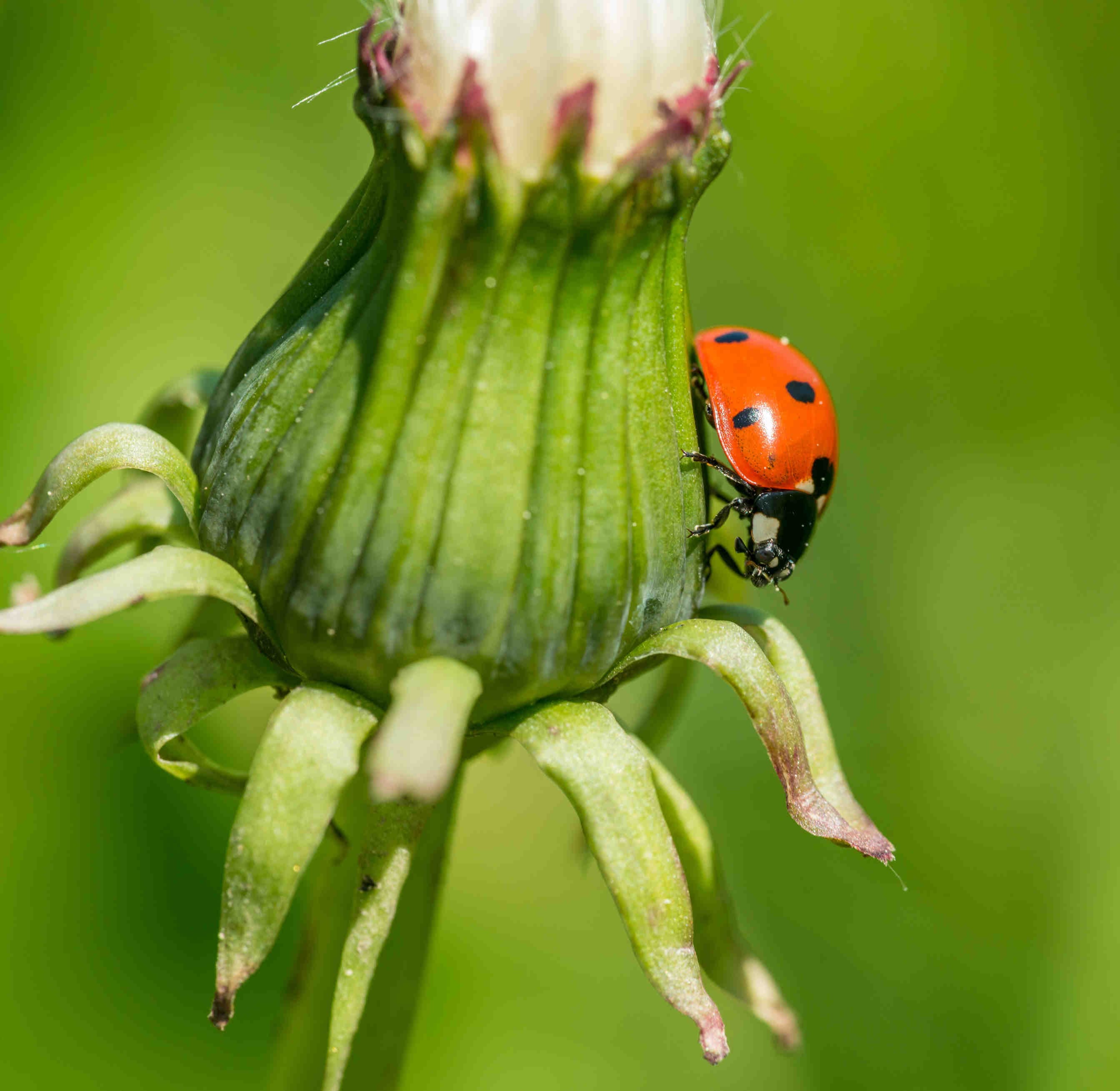 COP15 biodiversità