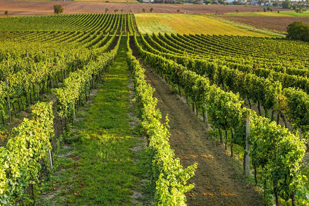 Visitare le vigne per apprezzare l'enologia