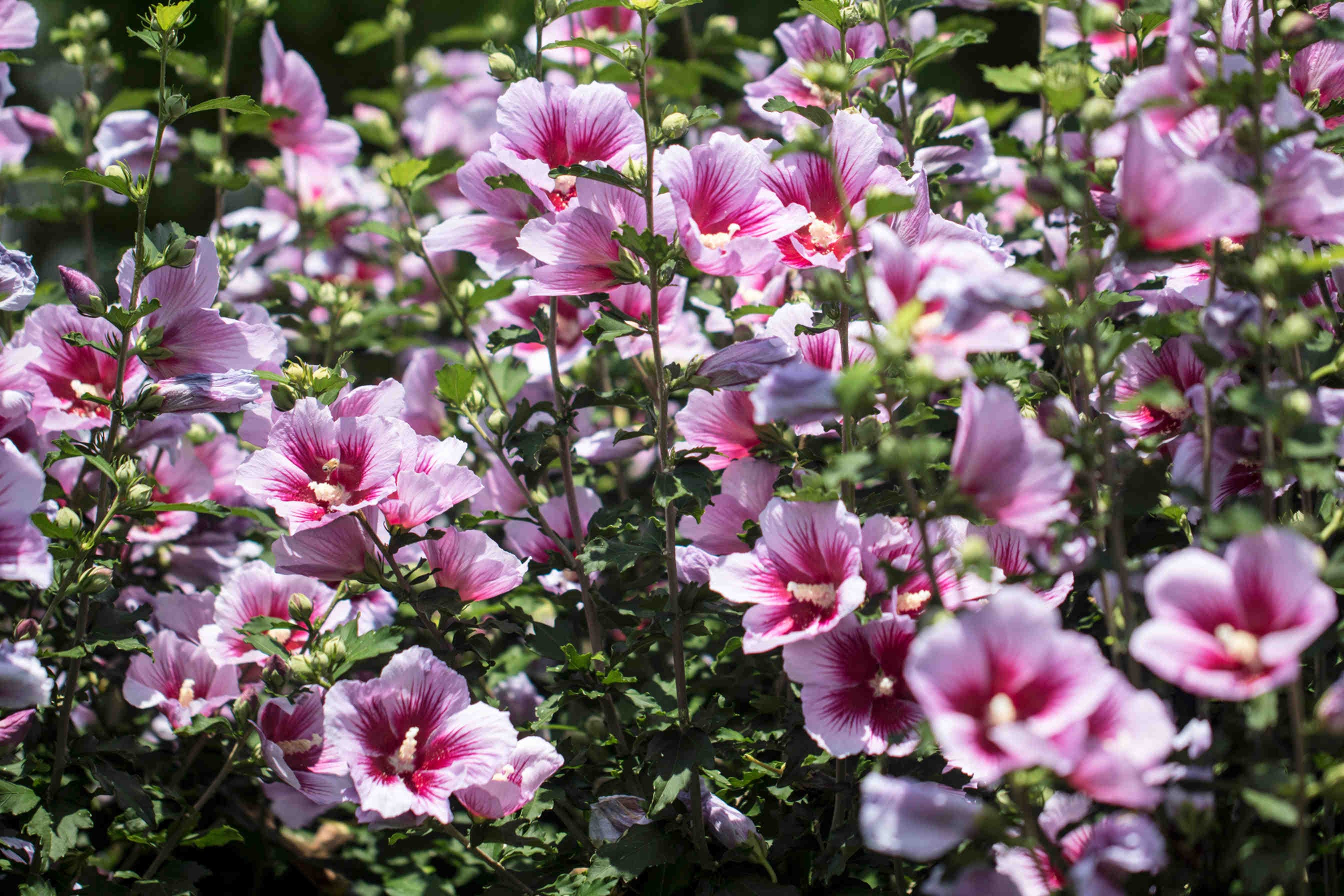 ibisco siriaco fiori
