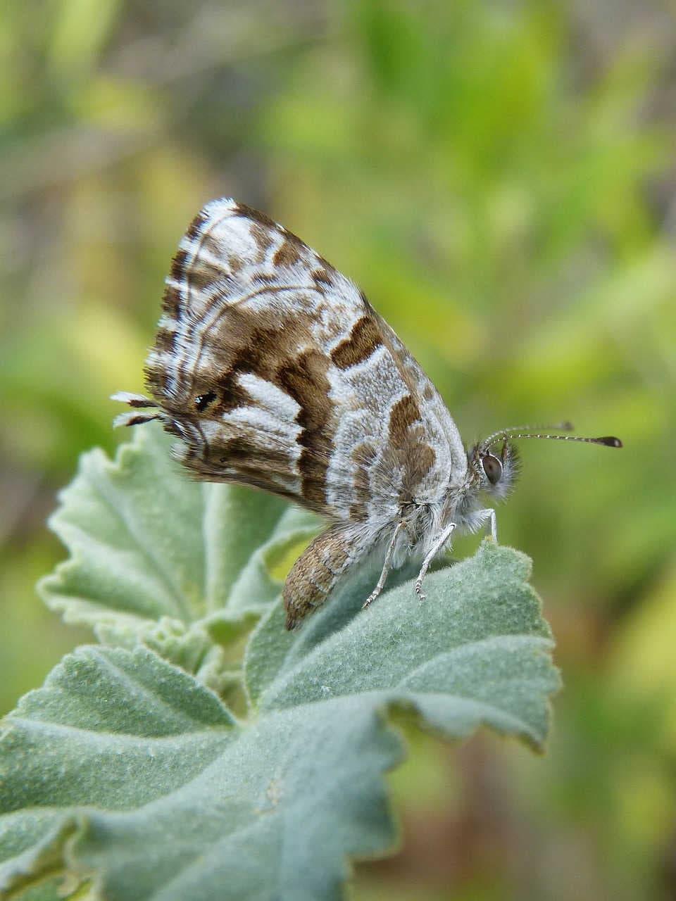 Cacyreus marshalli