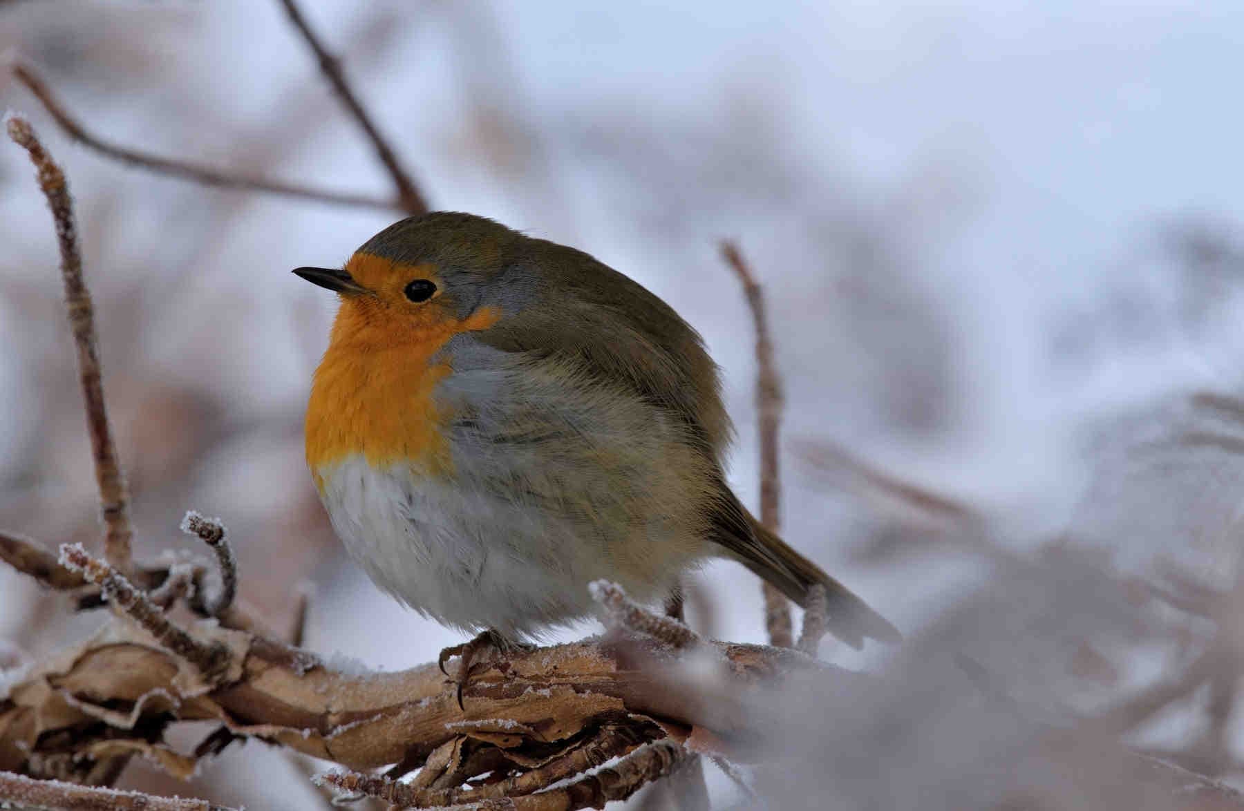 Focus clima o biodiversità? Dove puntare nei piani ESG aziendali