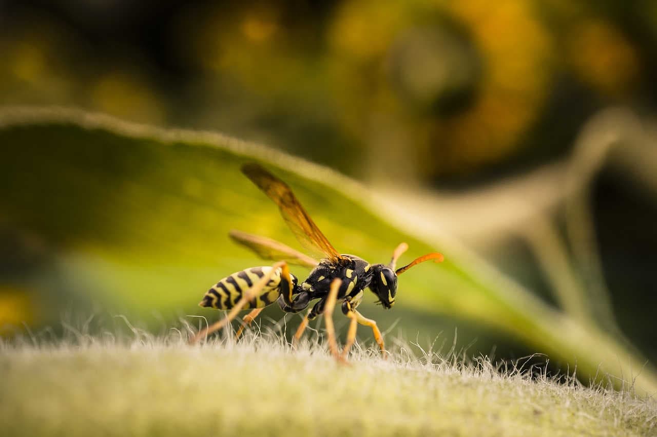 Polistes