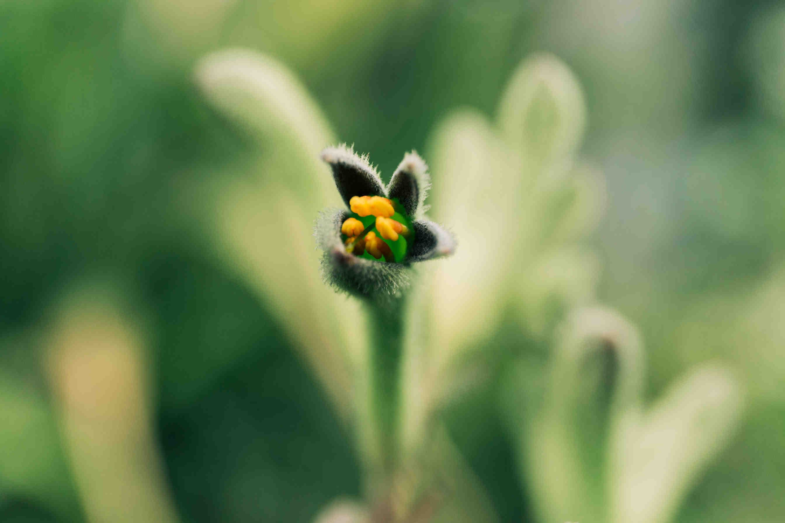 fiore