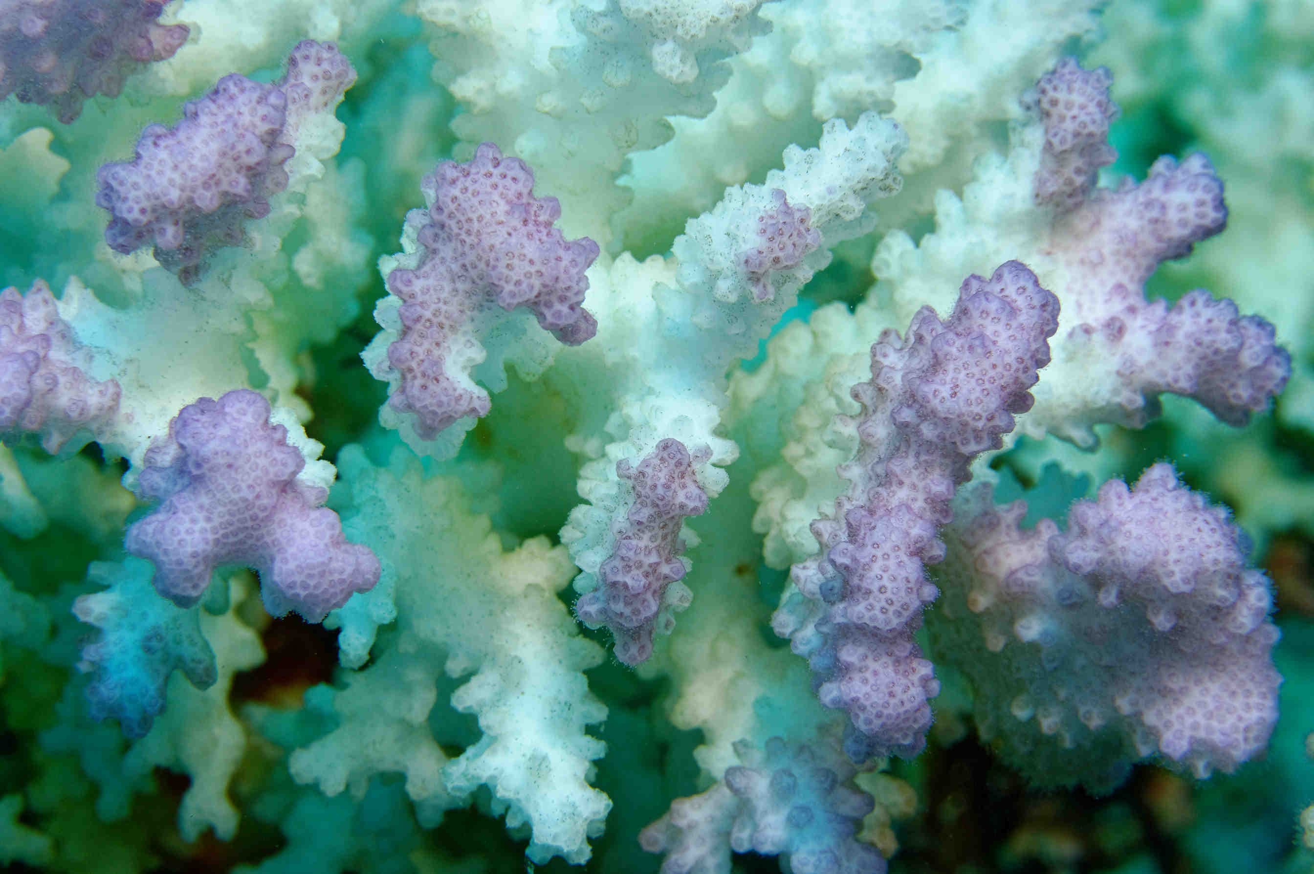 Acropora
