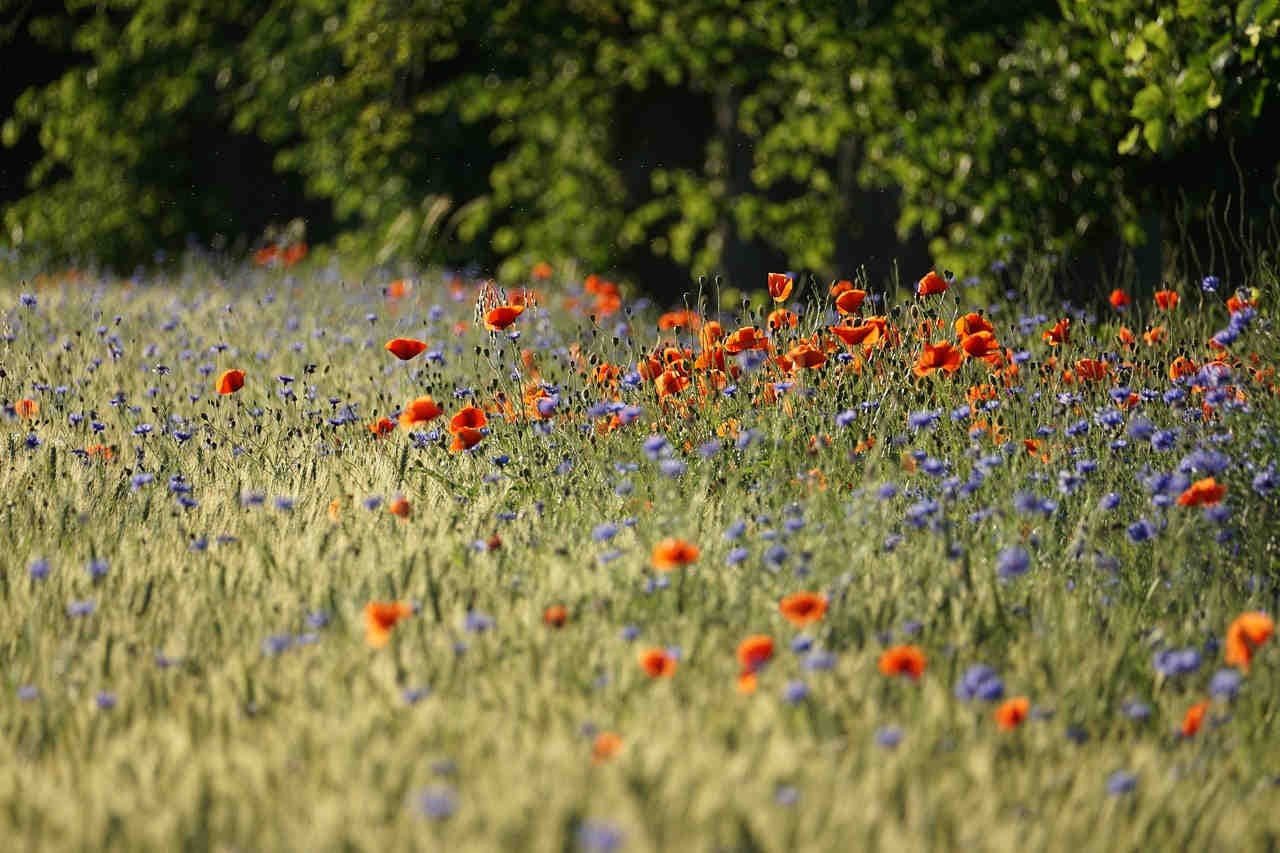 calo della biodiversità