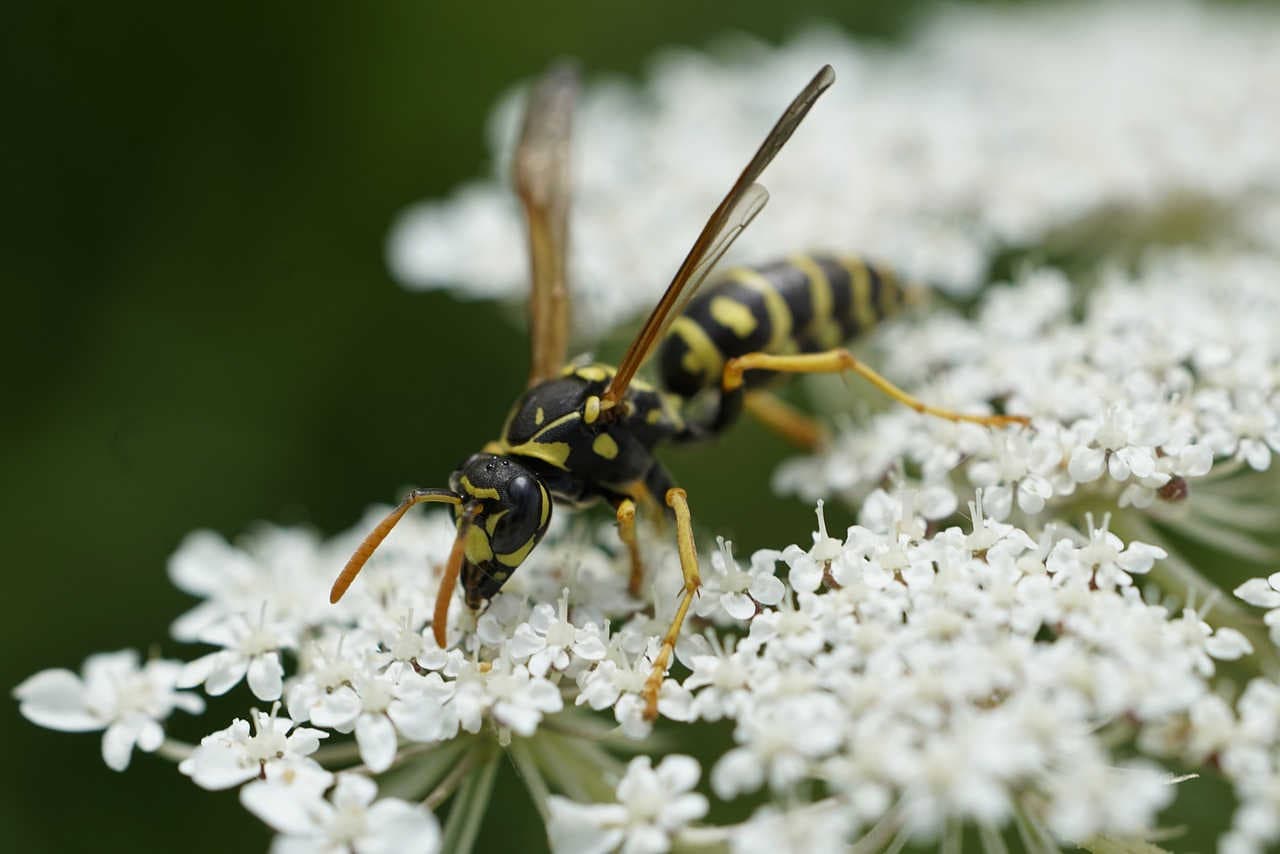 Polistes