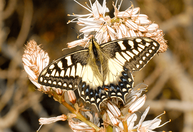 Papilio hospiton