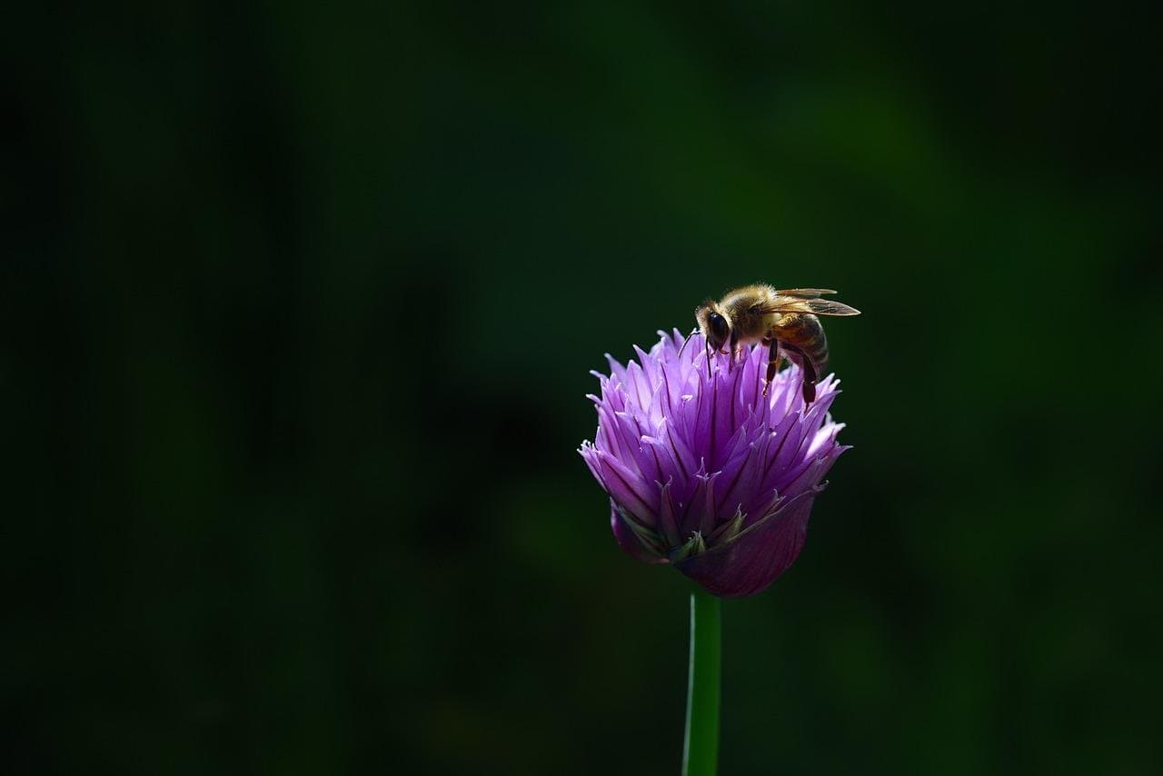 Alfalfa honey: therapeutic properties