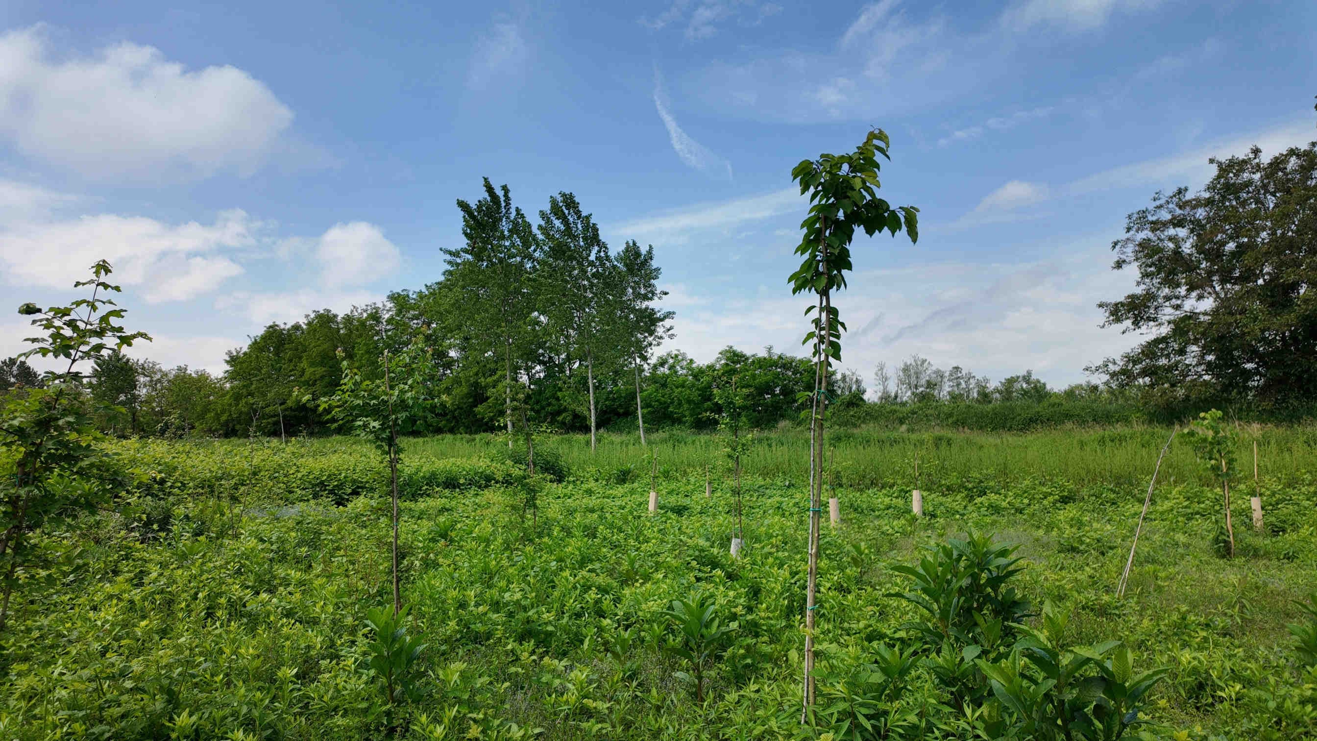 3bee-blog-oasi-della-biodiversita
