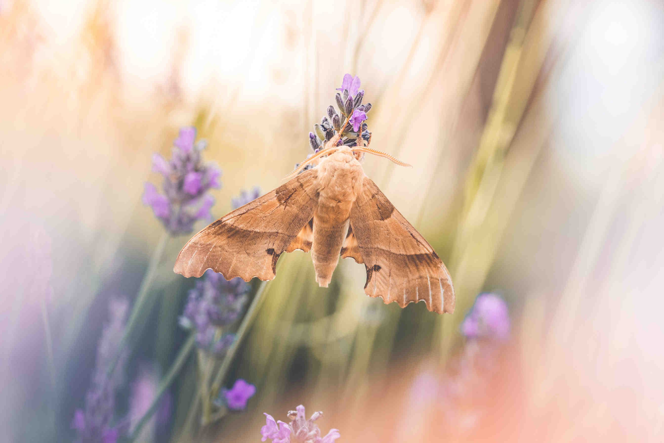 Impollinazione anemogama, idrogama e zoogama