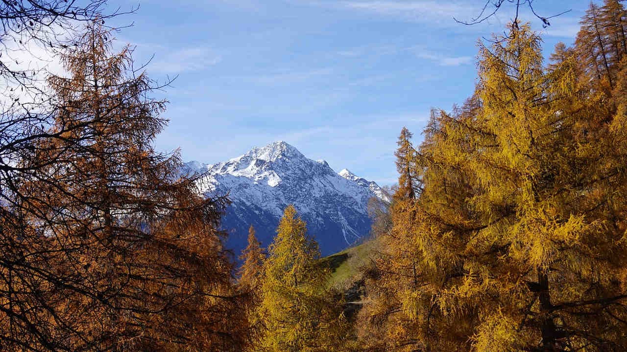 diffusione larice comune