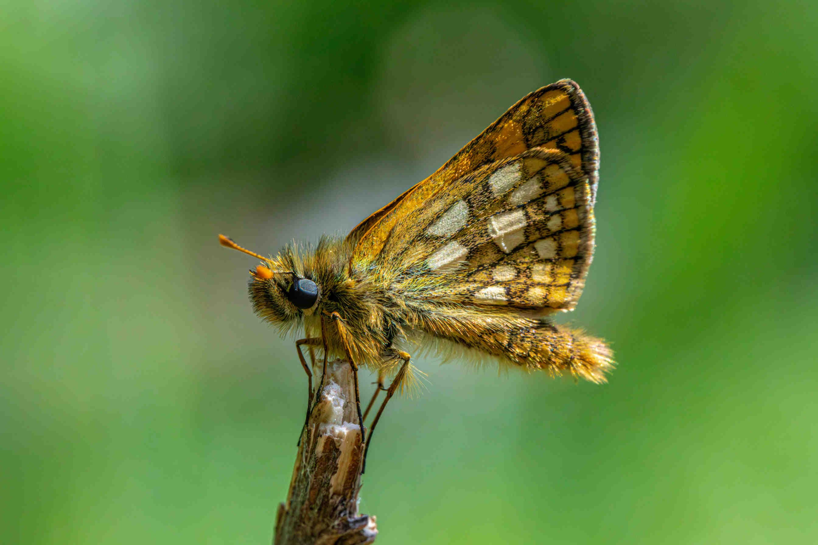 Cartocephalus