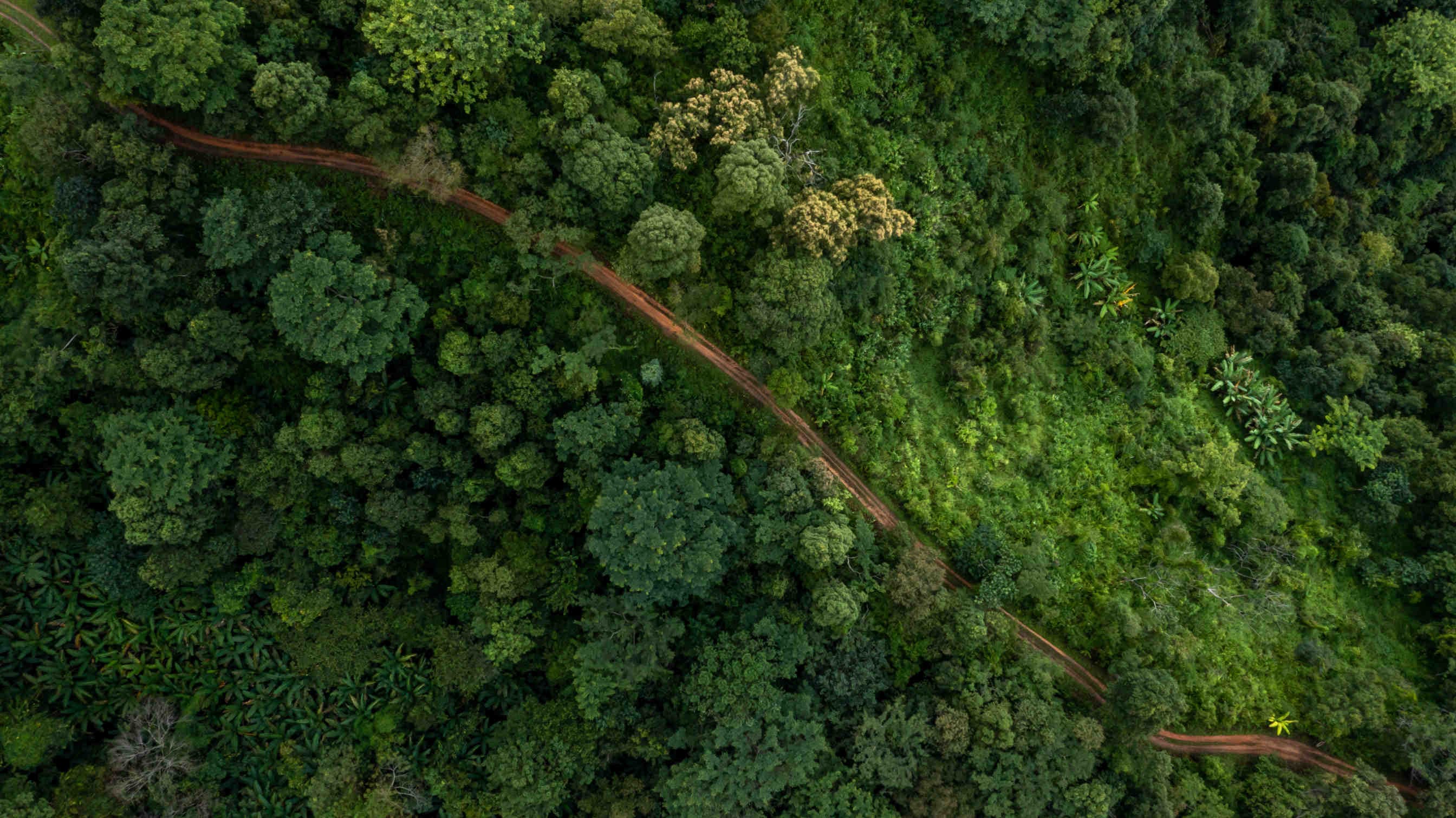 Nectariferous Trees for Biodiversity