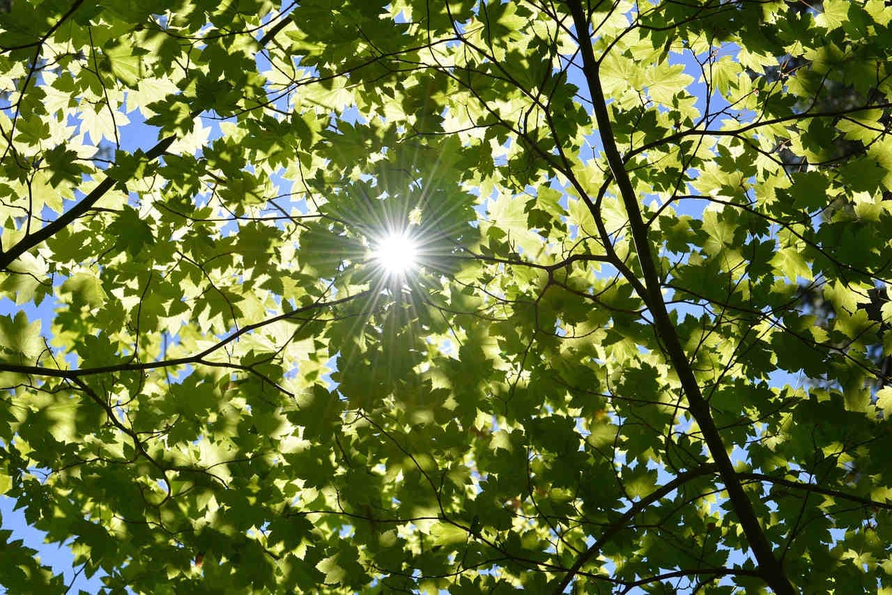 sole tra foglie