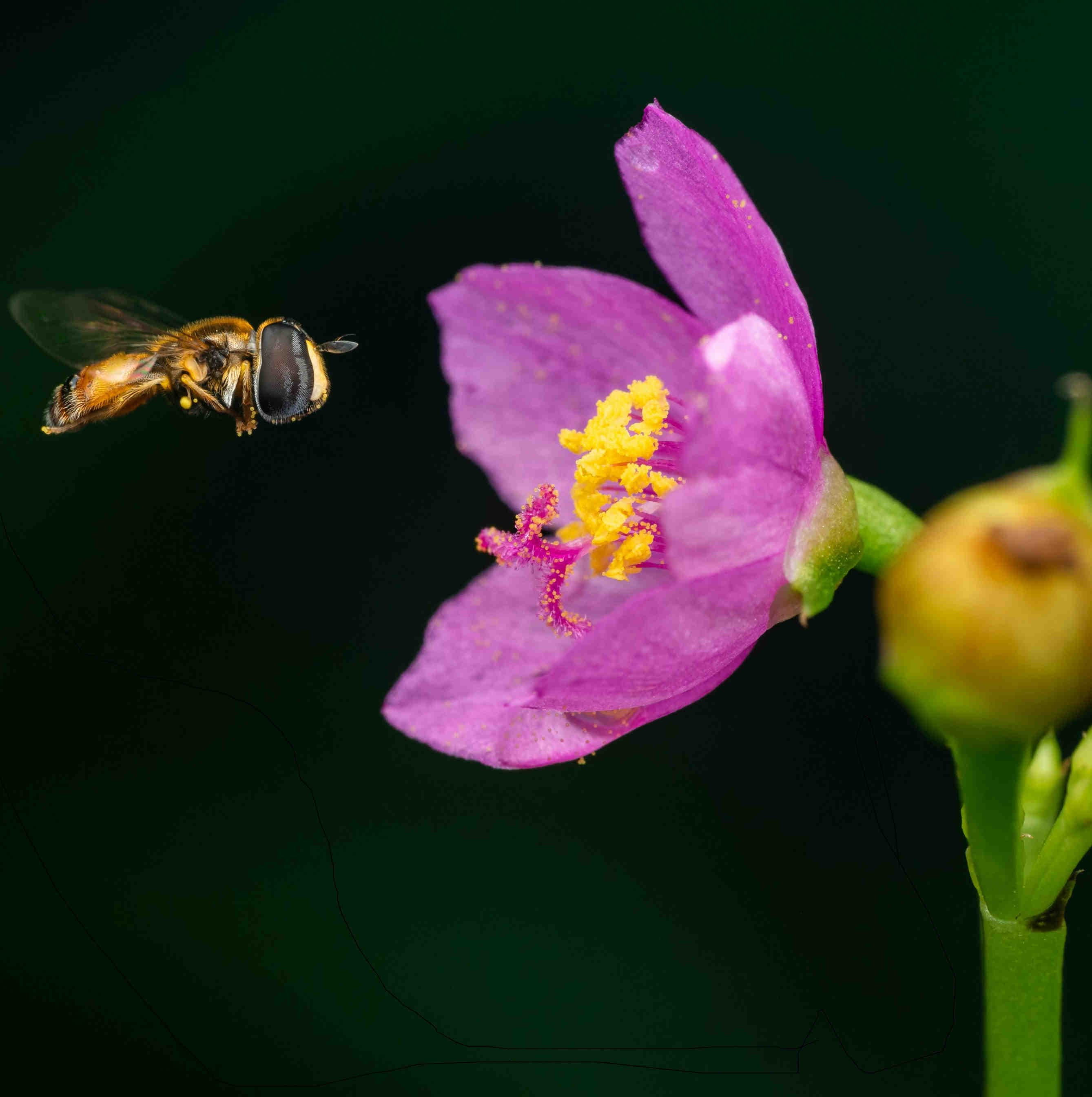 Maximising Biodiversity Net Gain benefits for pollinators