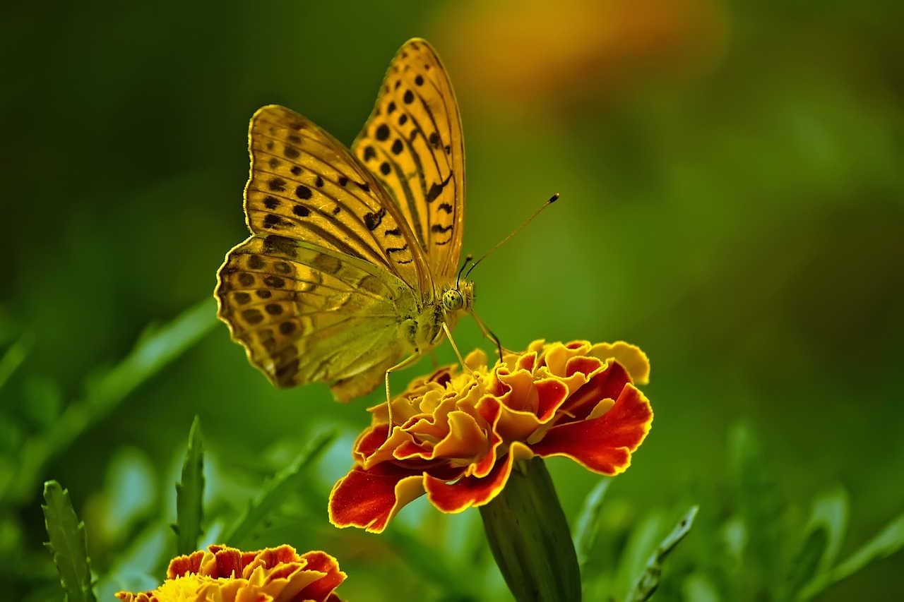 farfalla