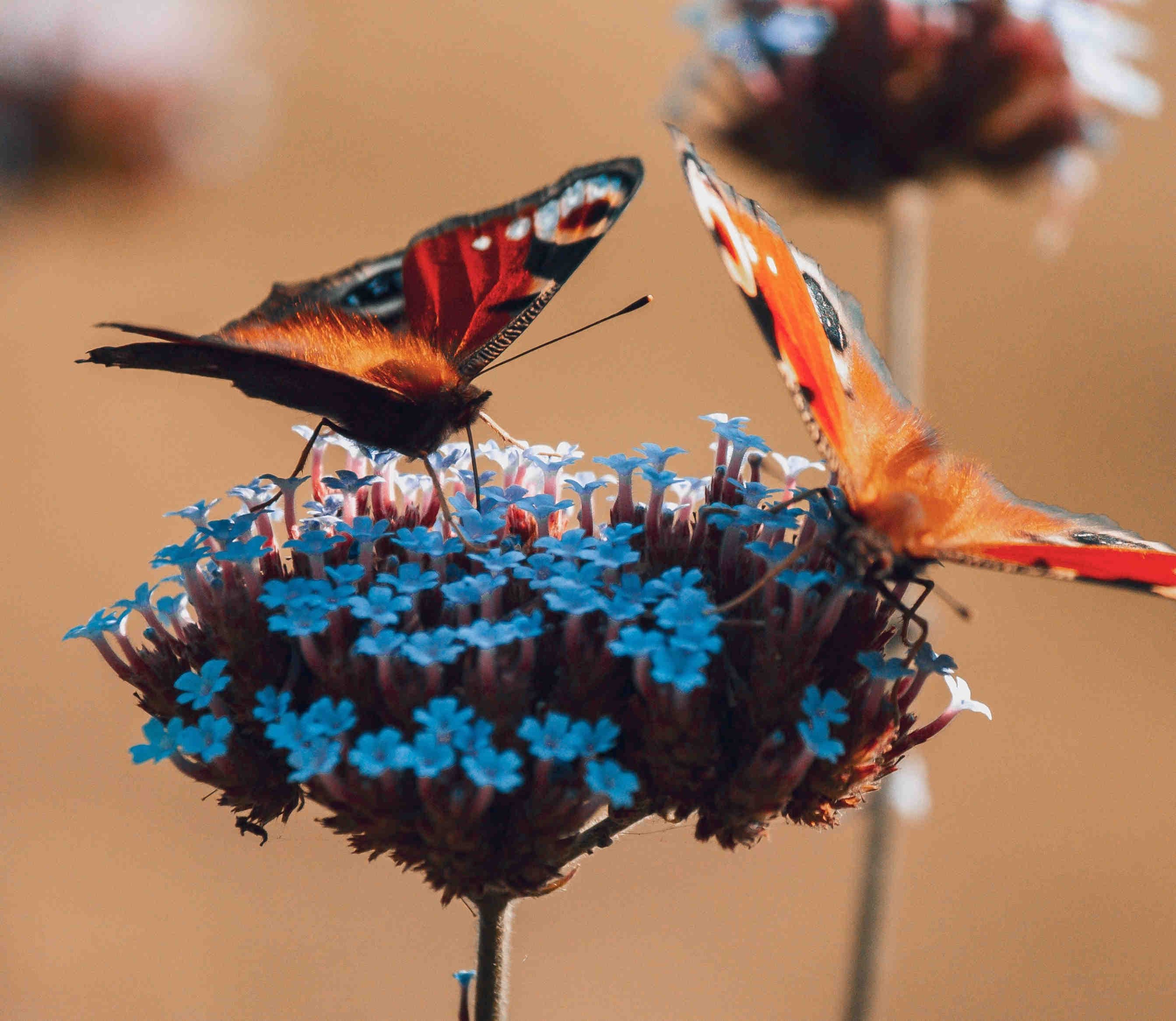 Impollinatori
