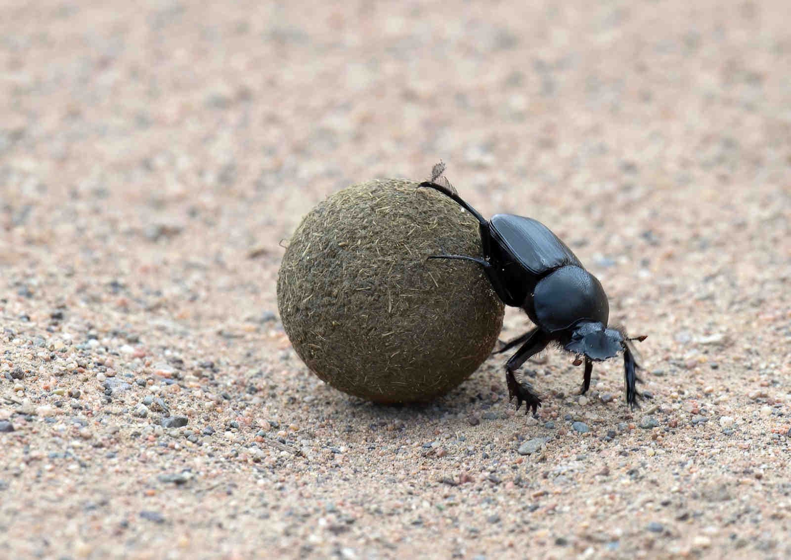 Scarabaeus