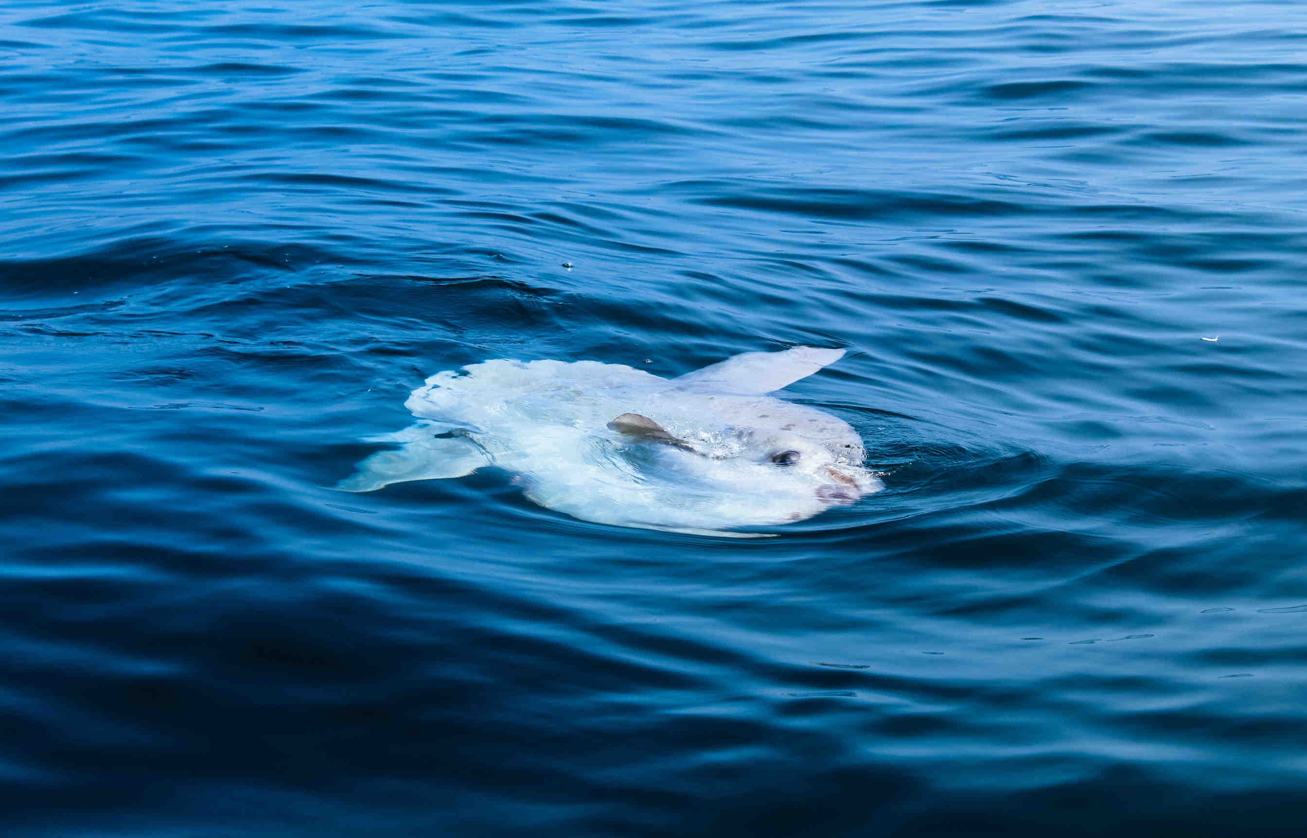 esposizione al sole pelle parassitismo pesce luna mola mola