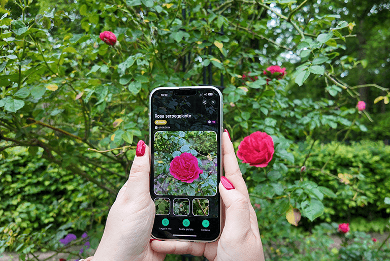 Biodiversa rosa serpeggiante