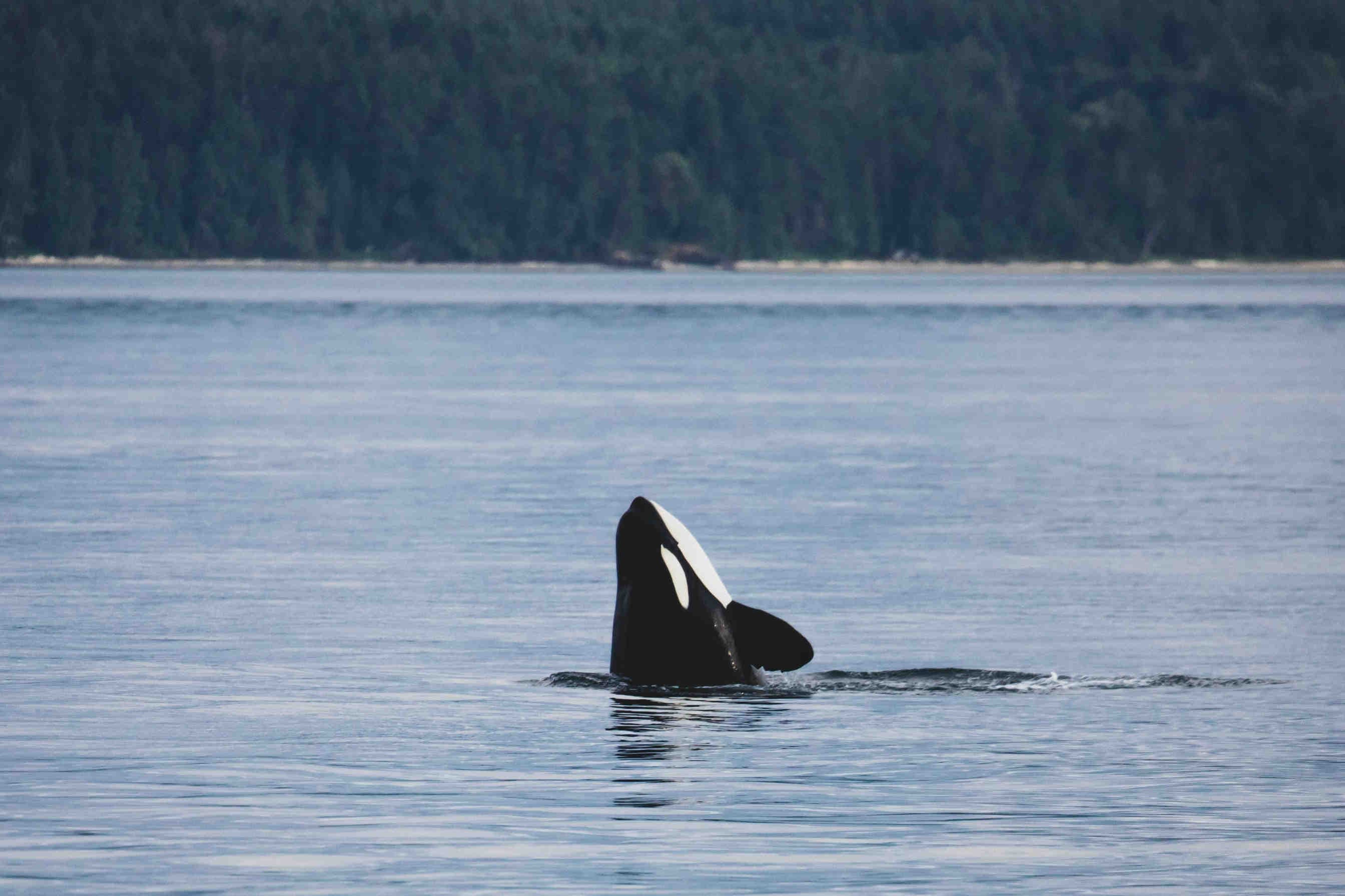 orca assassina