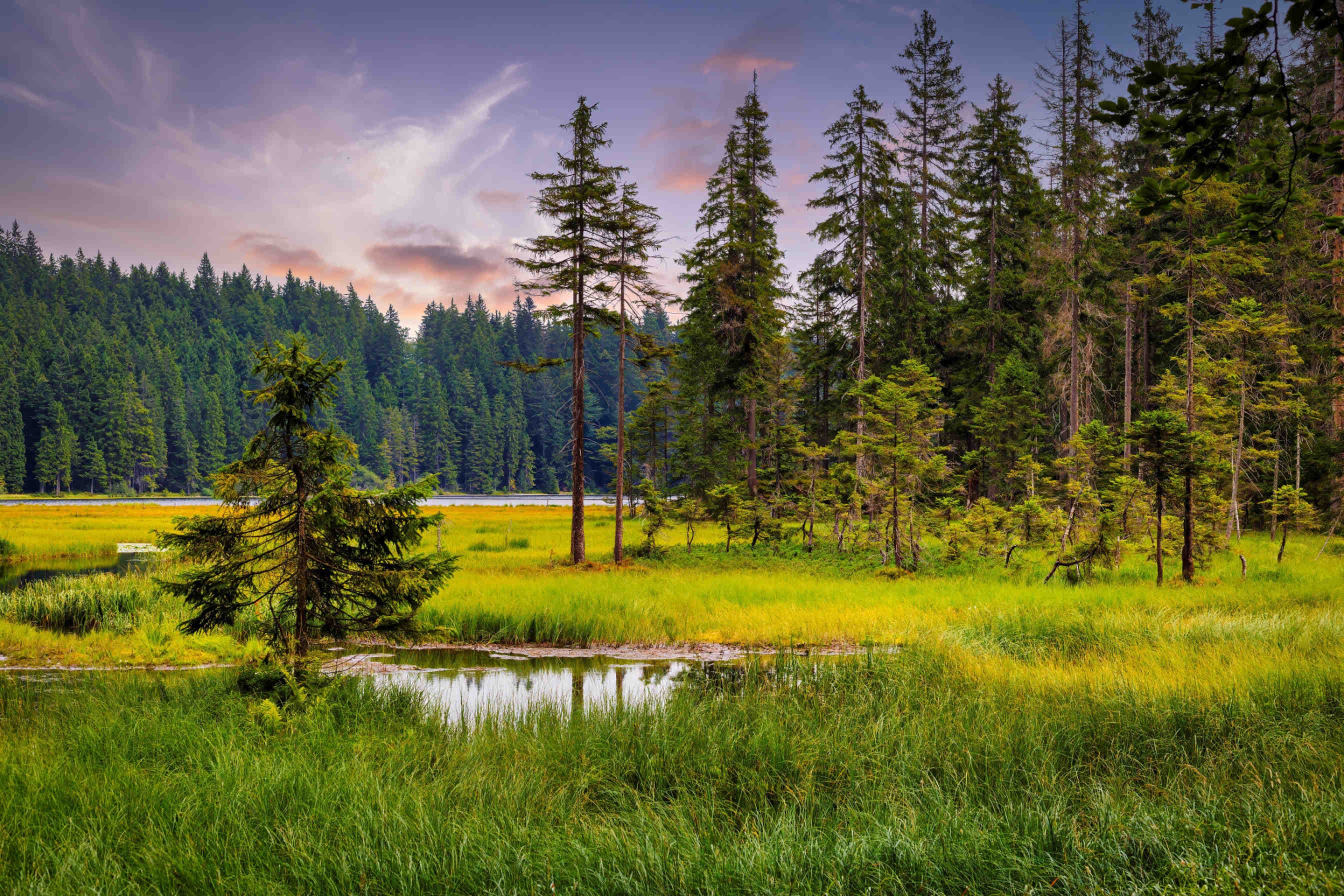 Nature Positive