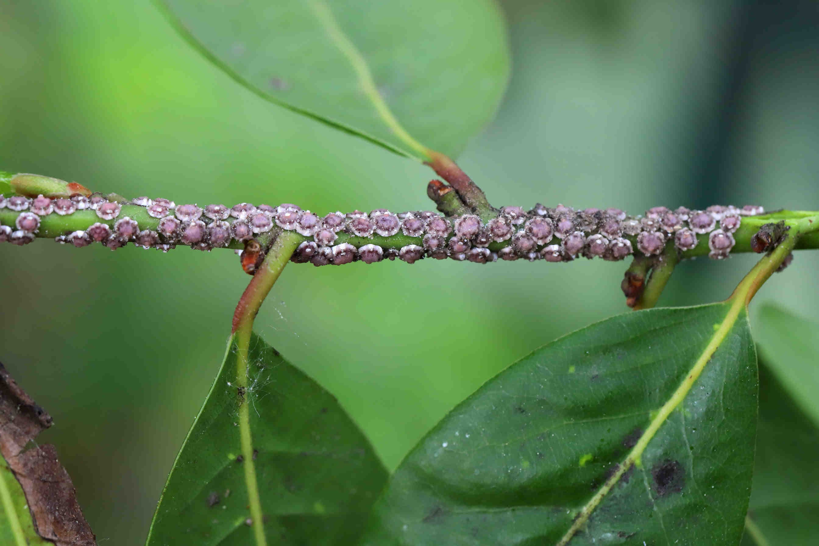 secrezioni cocciniglie