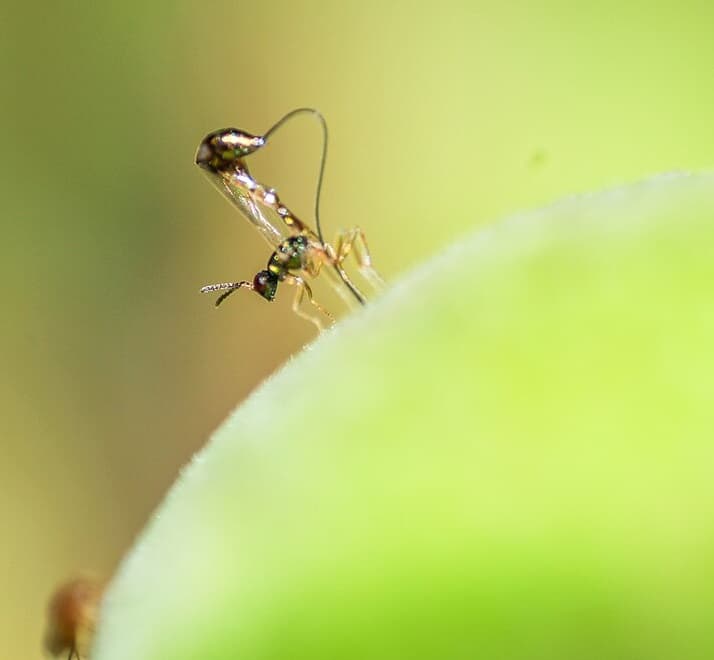 Fig wasp on fig